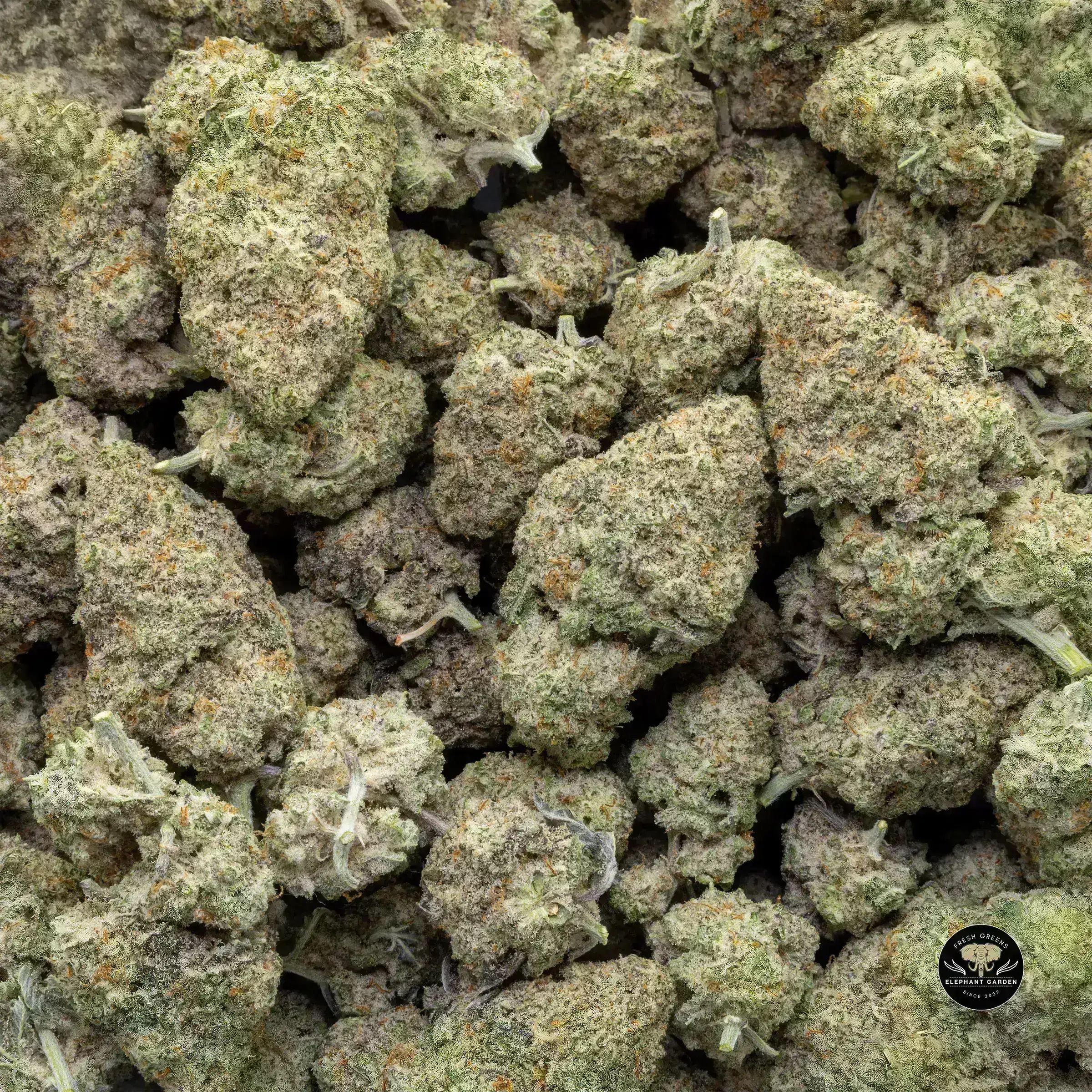 Blueberry Mac - Hybrid - AAA - Image 3