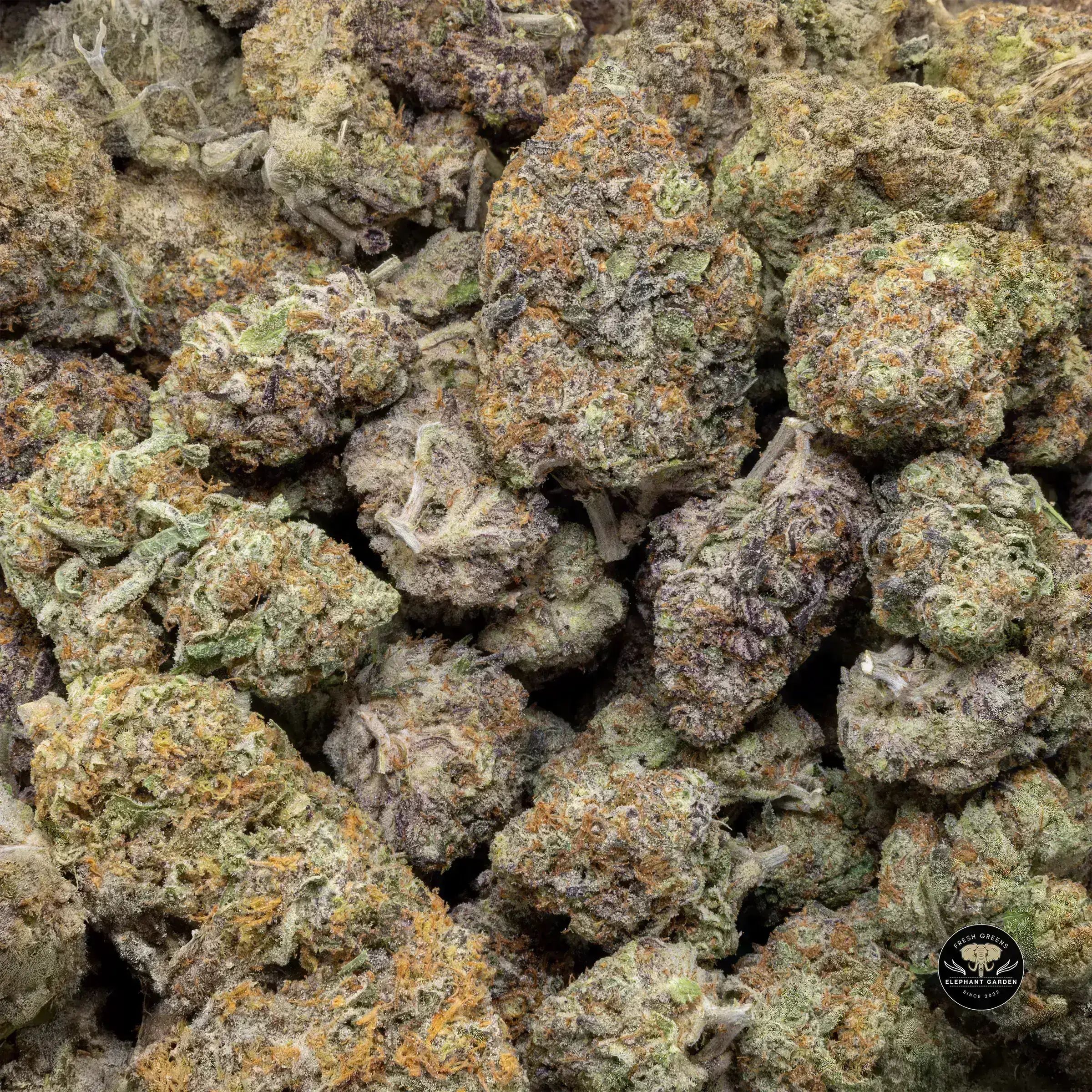 Buy Berry Bliss at Elephant Garden Co Weed Dispensary Bulk 11 13 24