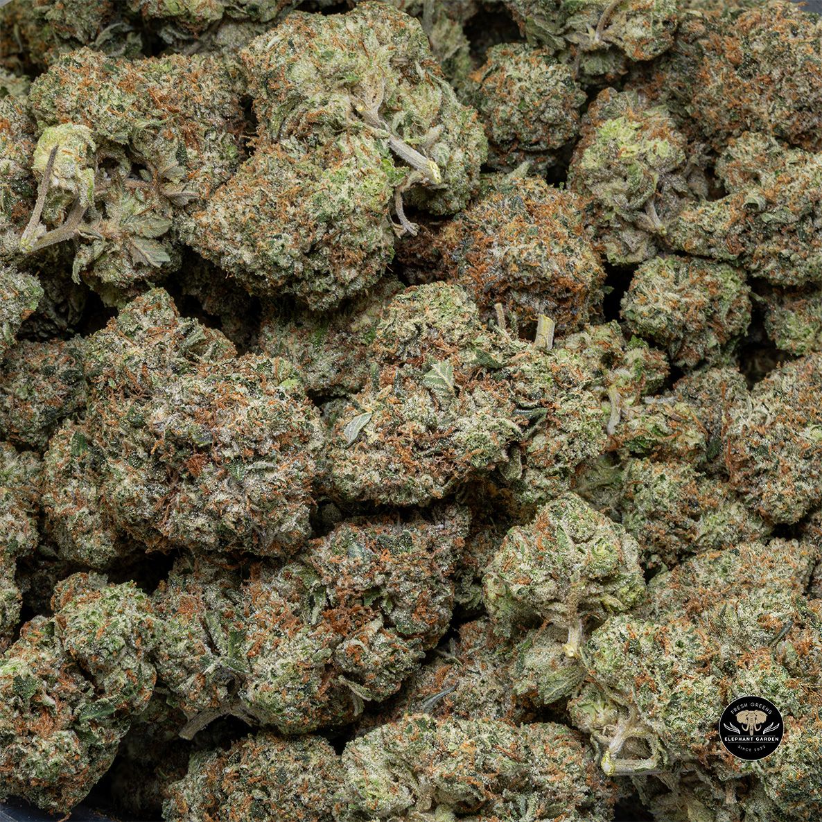 Buy Pink Kush at Elephant Garden Co Weed Dispensary Bulk 4 28 2025