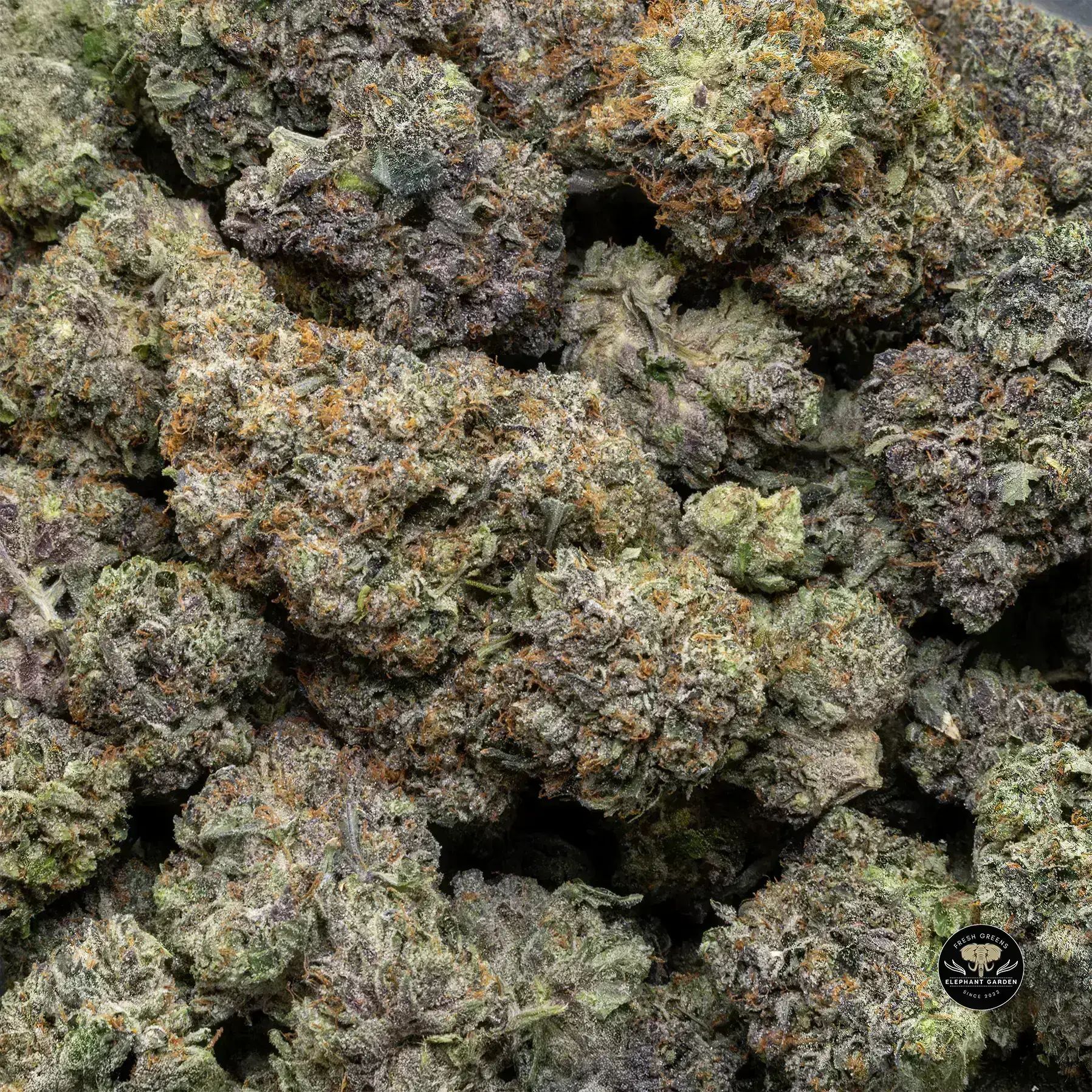 Buy Pink Rockstar at Elephant Garden Co Weed Dispensary Bulk 1 28 25