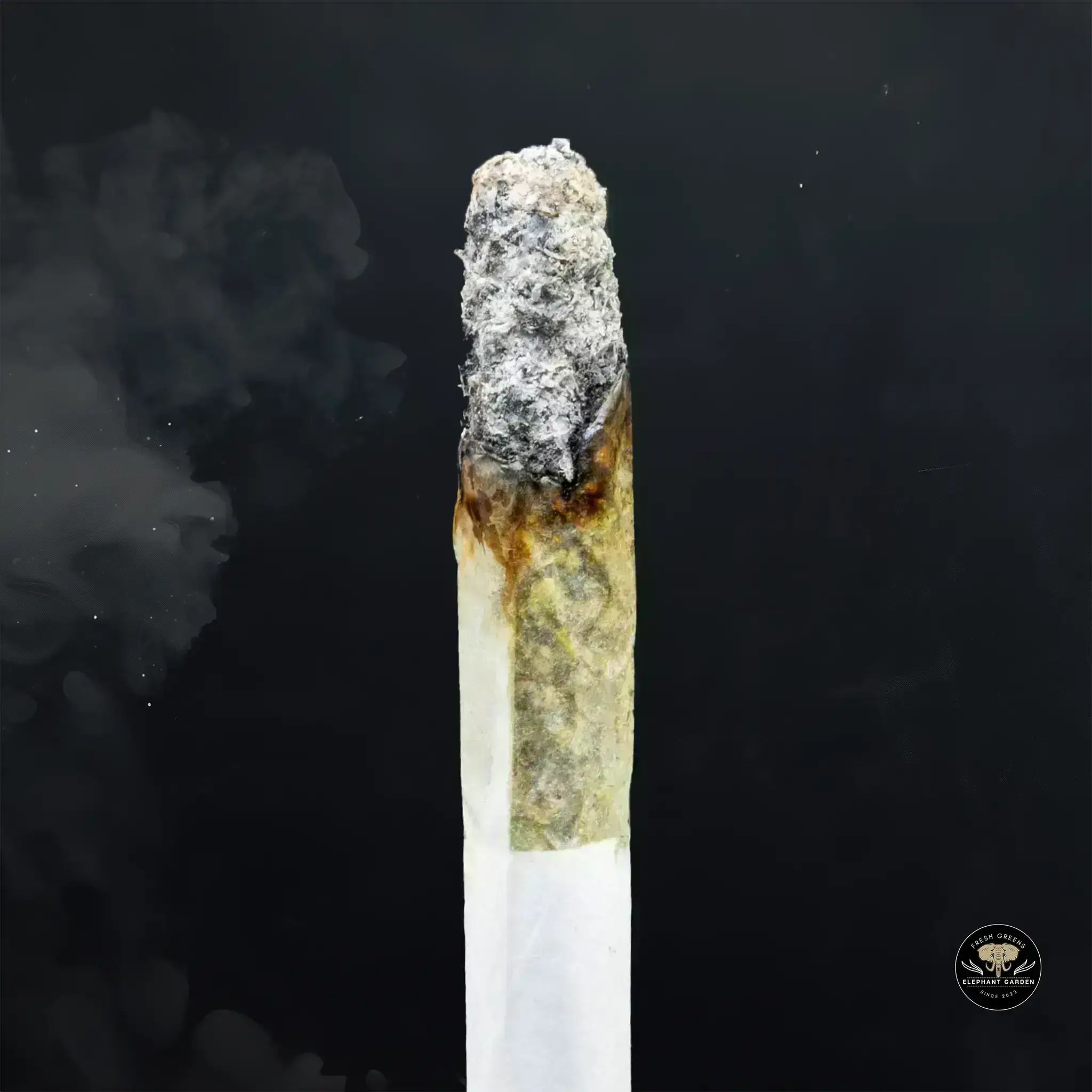 Buy Death Tuna at Elephant Garden Co Weed Dispensary Burn 11 13 24