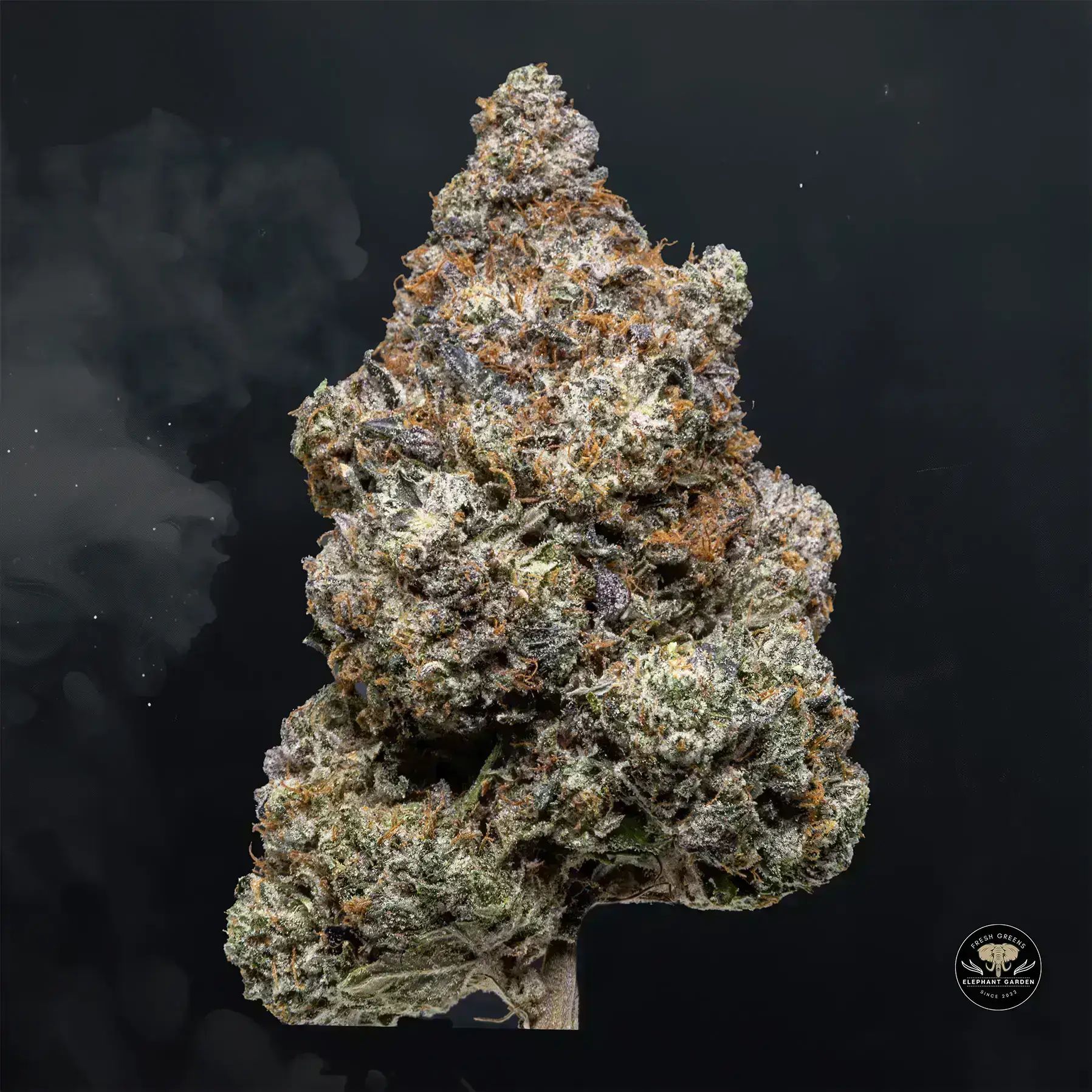 Buy Pink Rockstar at Elephant Garden Co Weed Dispensary Float 1 23 24 2
