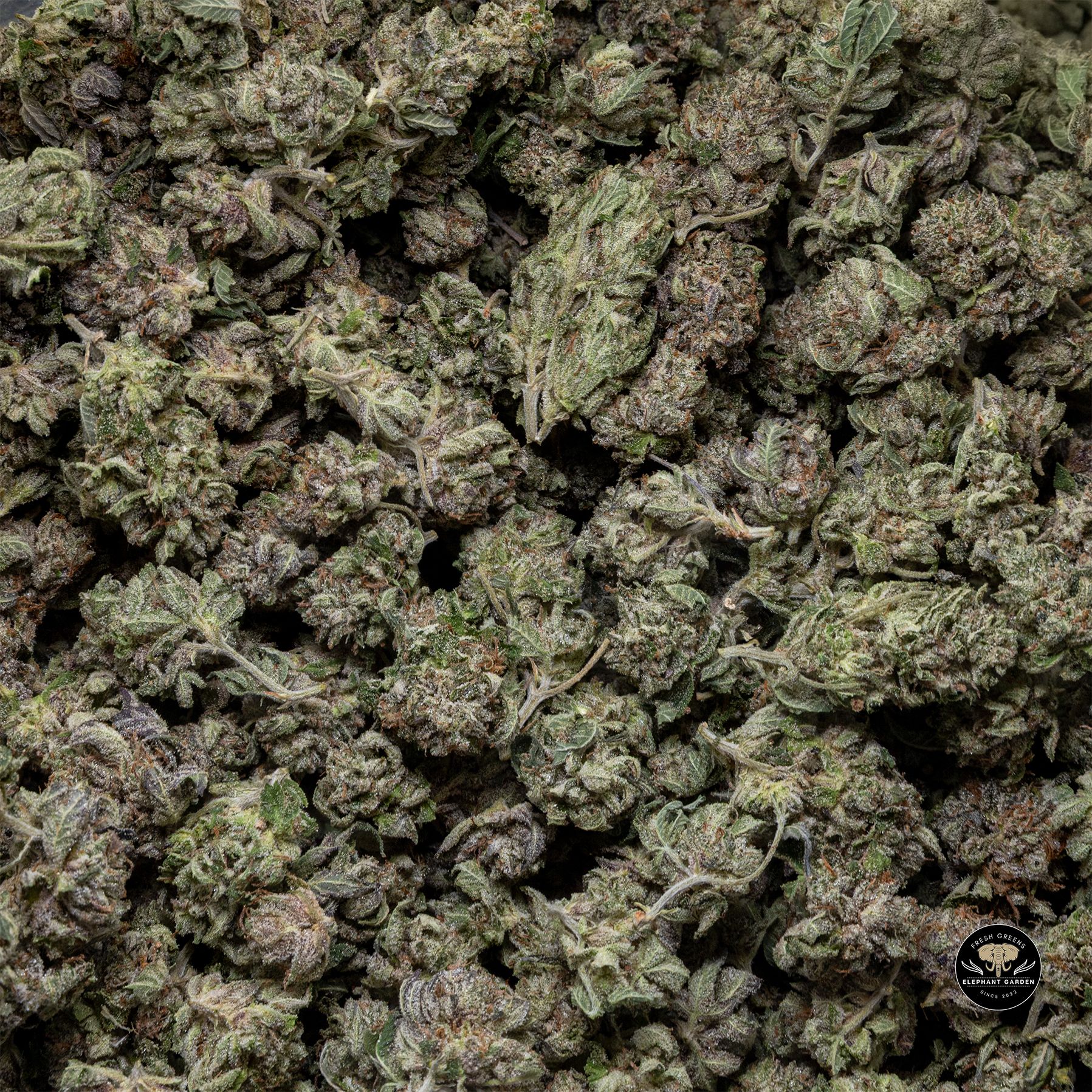 Buy Tom Ford Pink at Elephant Garden Co Weed Dispensary Bulk 3 6 25