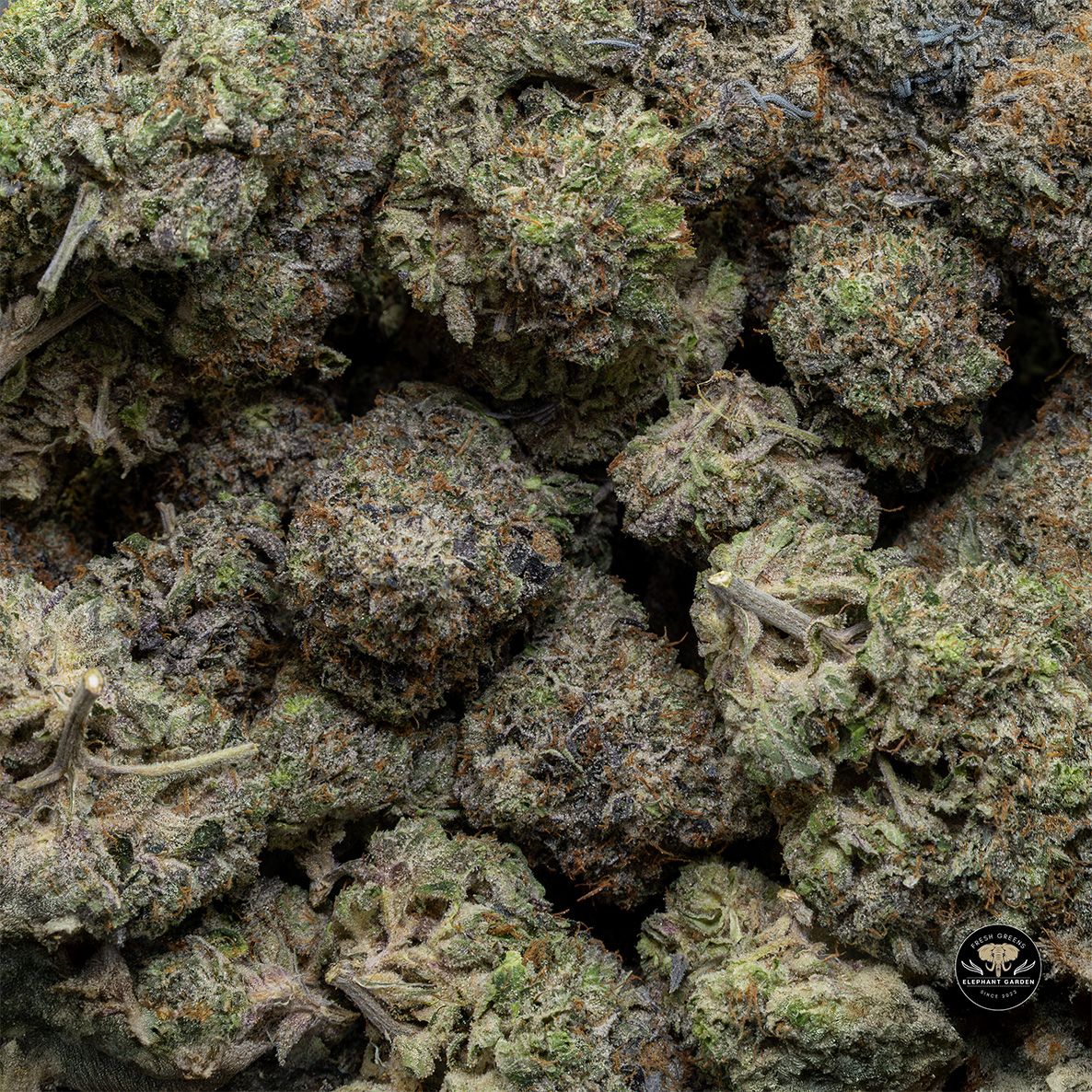 Buy Black Gas at Elephant Garden Co Weed Dispensary Float 5 15 25 2