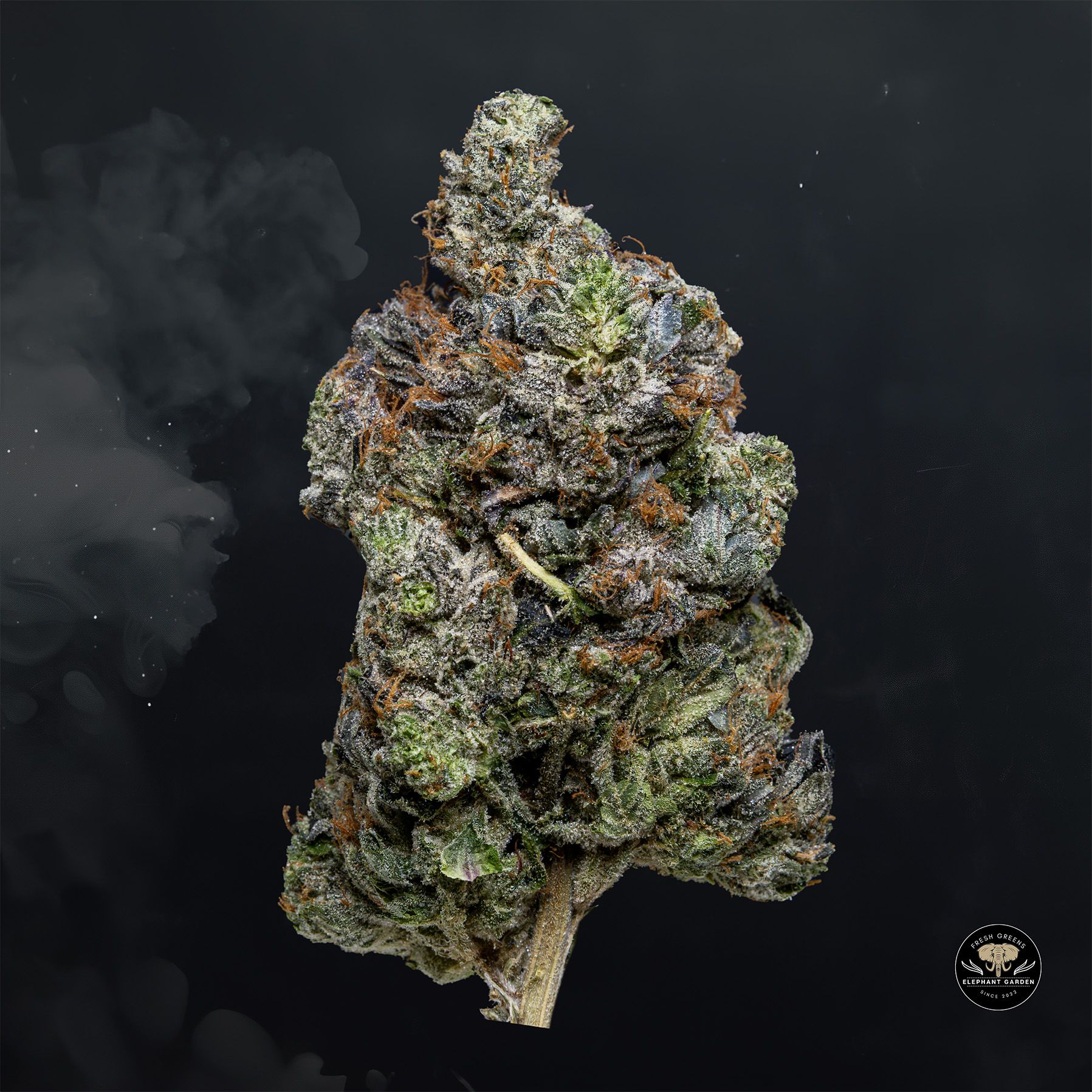 Buy 3 in the Pink at Elephant Garden Co Weed Dispensary Float 1 23 24 2