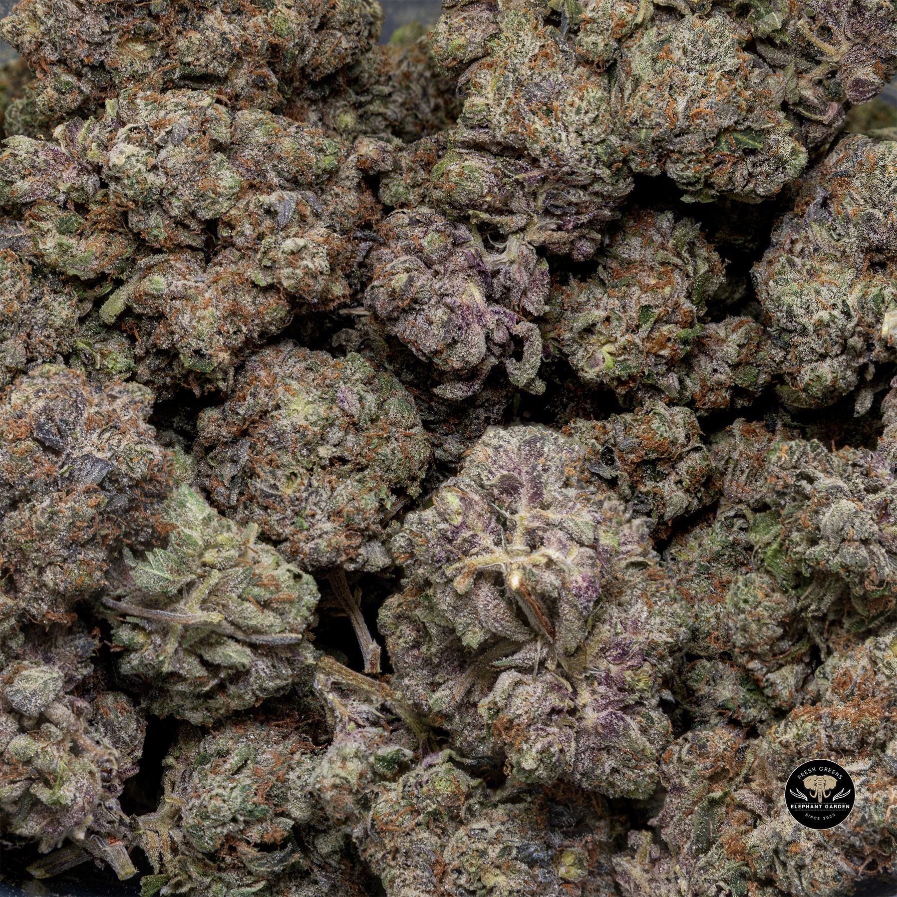 Buy Master Kush at Elephant Garden Co Weed Dispensary Bulk 3 6 25
