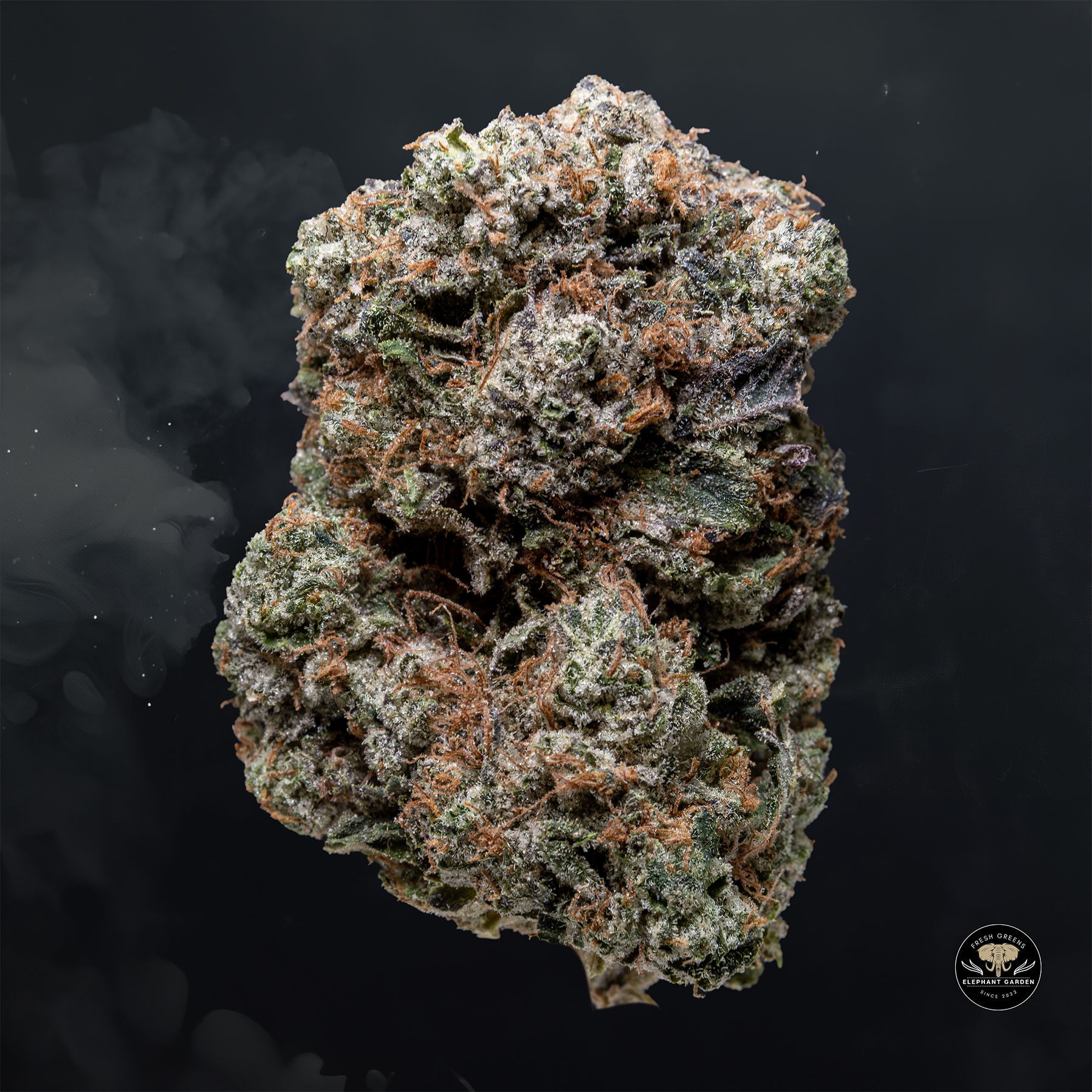 Buy Master Kush at Elephant Garden Co Weed Dispensary Float 3 11 25 2