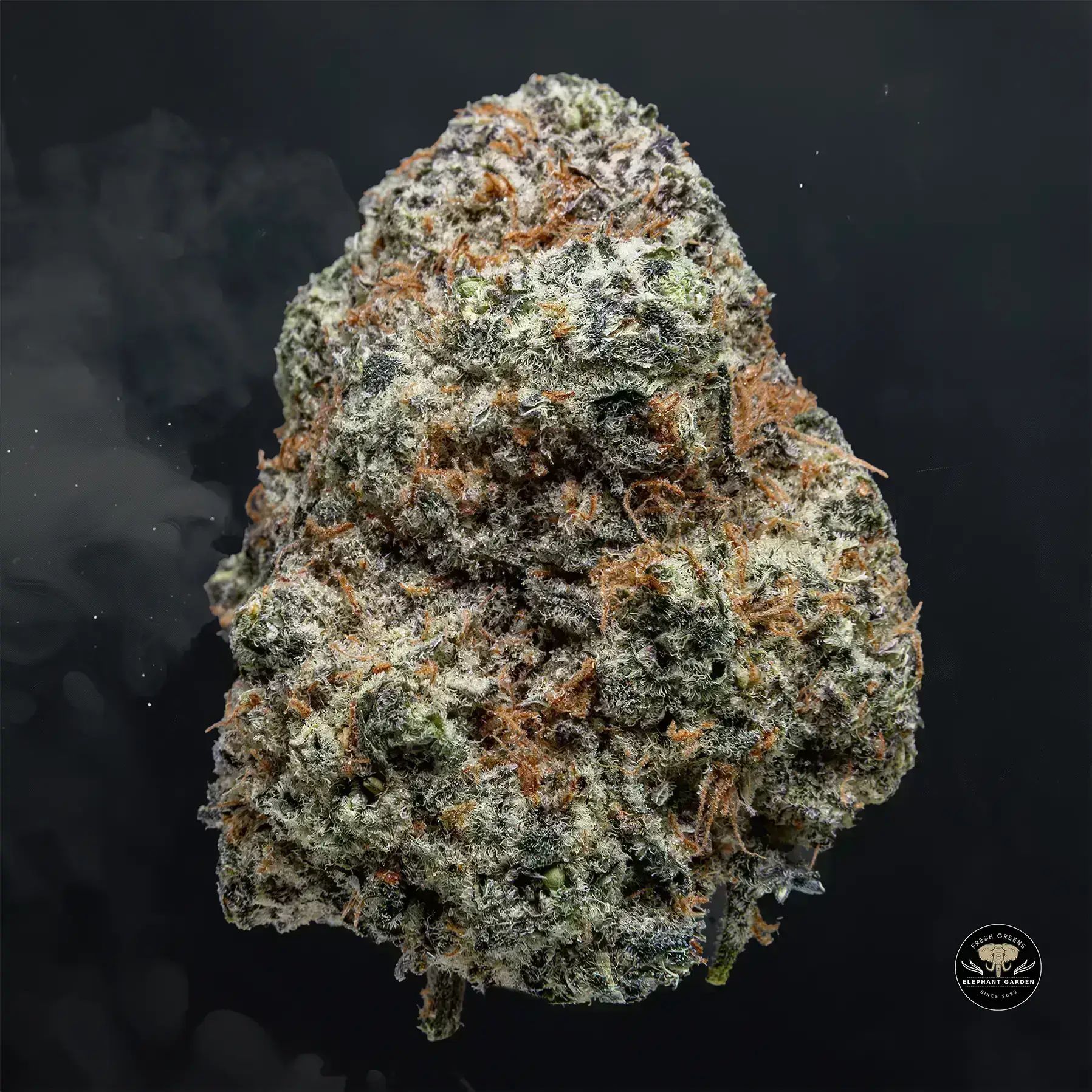 Buy Pink Payton at Elephant Garden Co Weed Dispensary Float 1 23 24 2