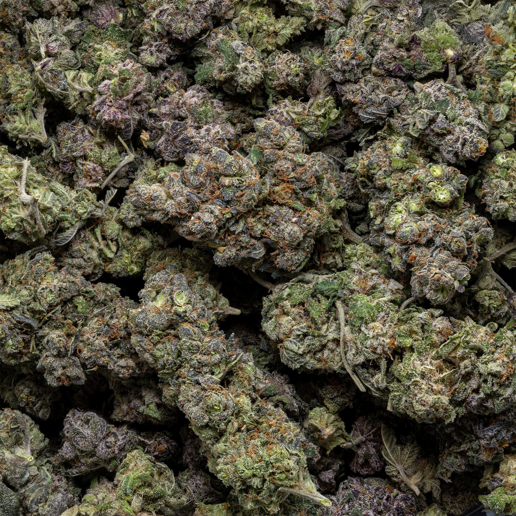 Buy Gastro Pop at Elephant Garden Co Weed Dispensary Bulk 3 6 25