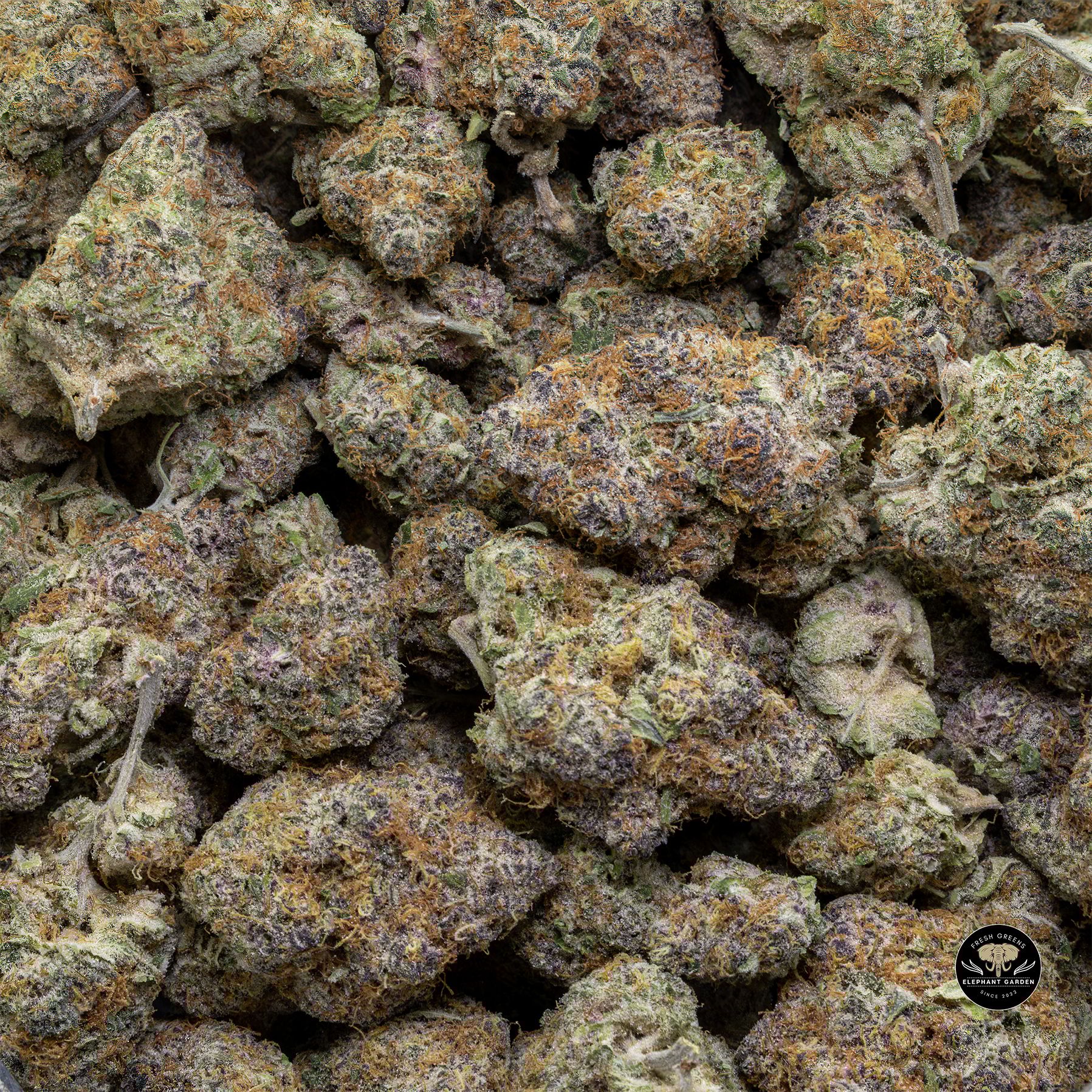 Buy Sugar Cookies at Elephant Garden Co Weed Dispensary Bulk 3 6 25