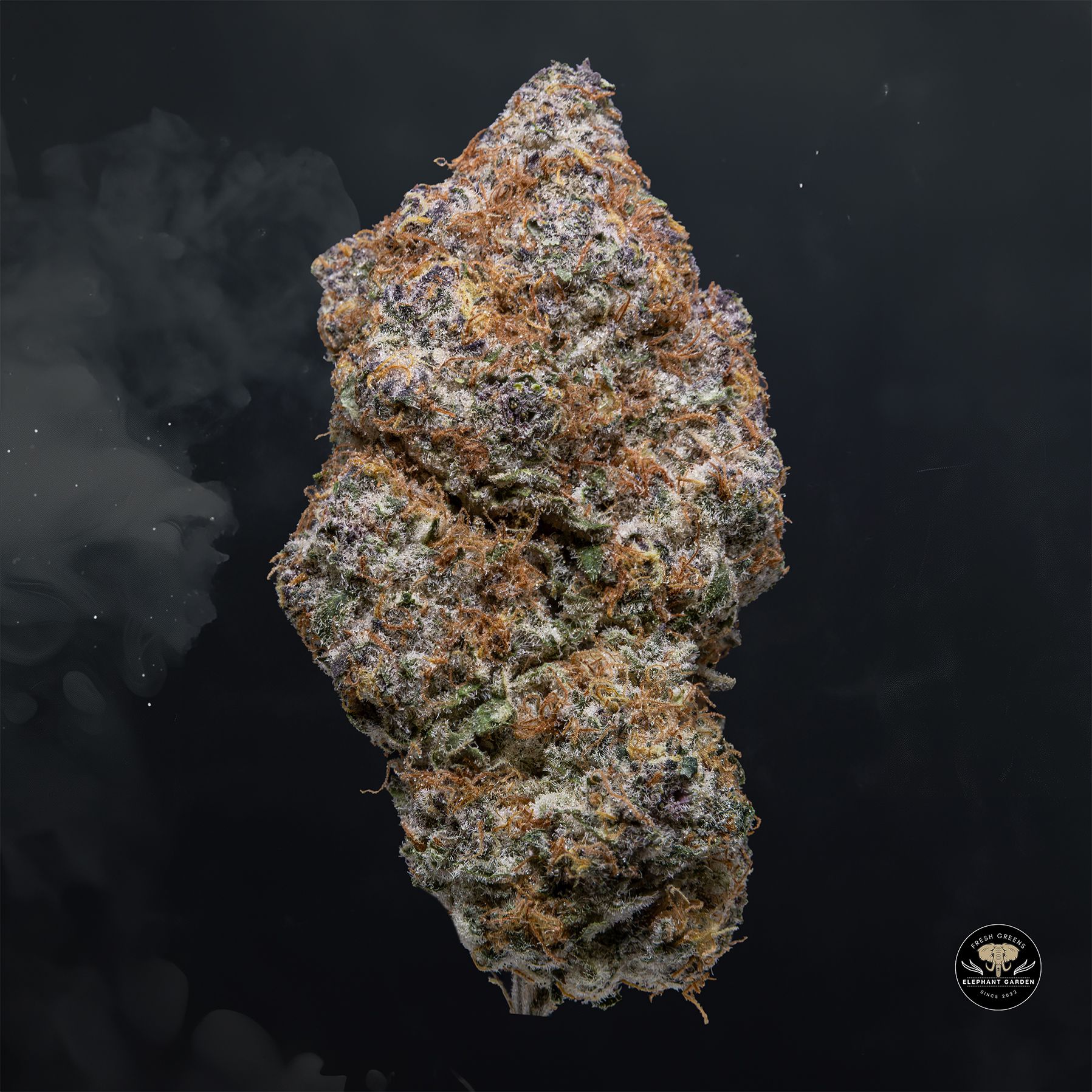 Buy Sugar Cookies at Elephant Garden Co Weed Dispensary Float 3 11 25 2