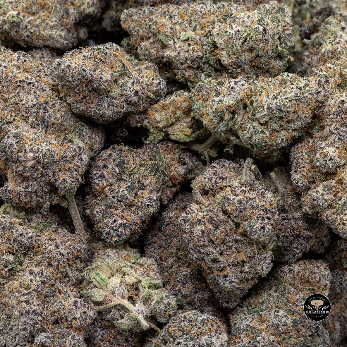 Buy Tropicana Cookies at Elephant Garden Co Weed Dispensary Bulk 3 6 25