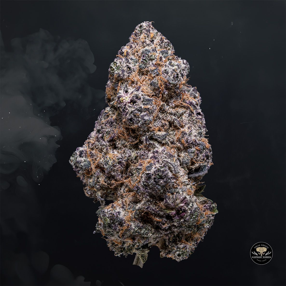 Buy Tropicana Cookies at Elephant Garden Co Weed Dispensary Float 3 11 25 2
