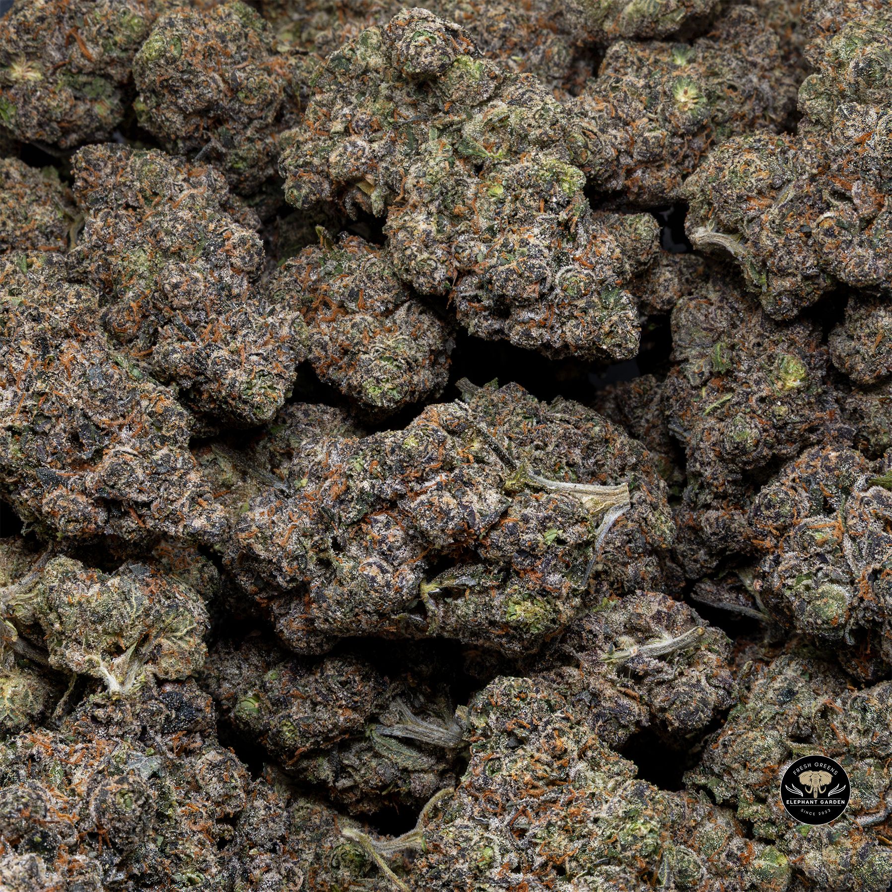 Buy Black Cherry Soda at Elephant Garden Co Weed Dispensary Bulk 3 6 25