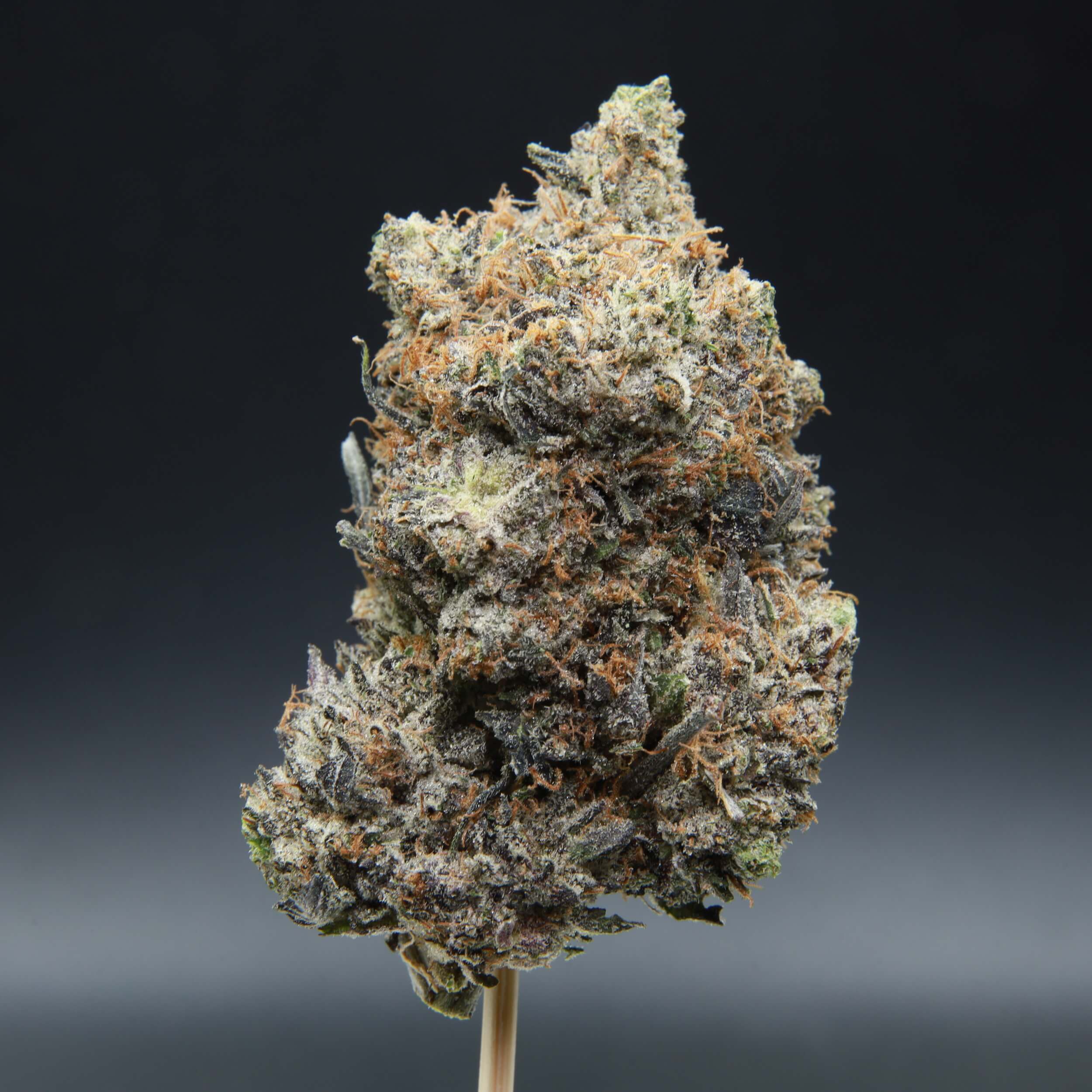 High resolution image of a single bud of bluefin tuna bud from Elephant Garden