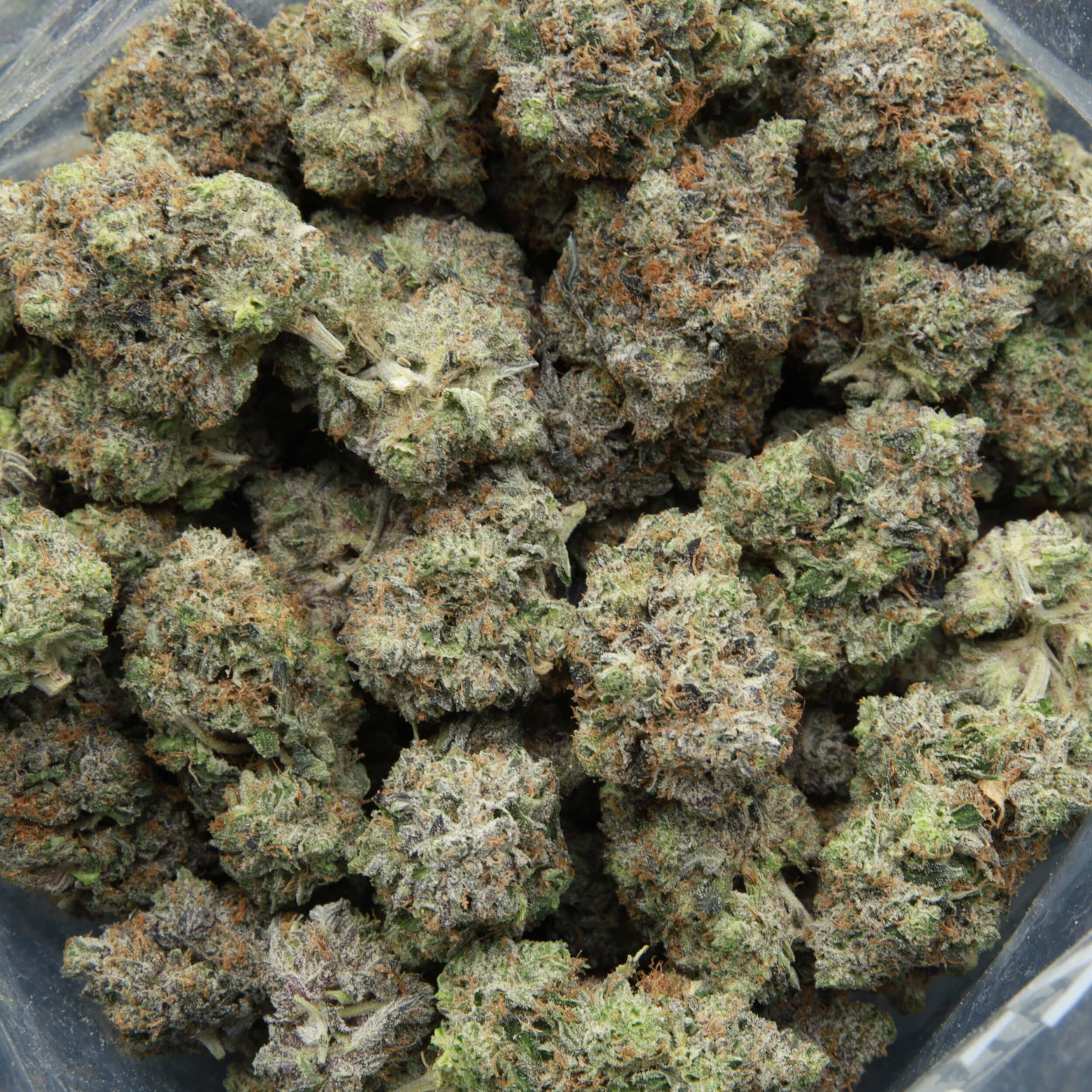 Bluefin Tuna - Indica - AAAA - Image 2