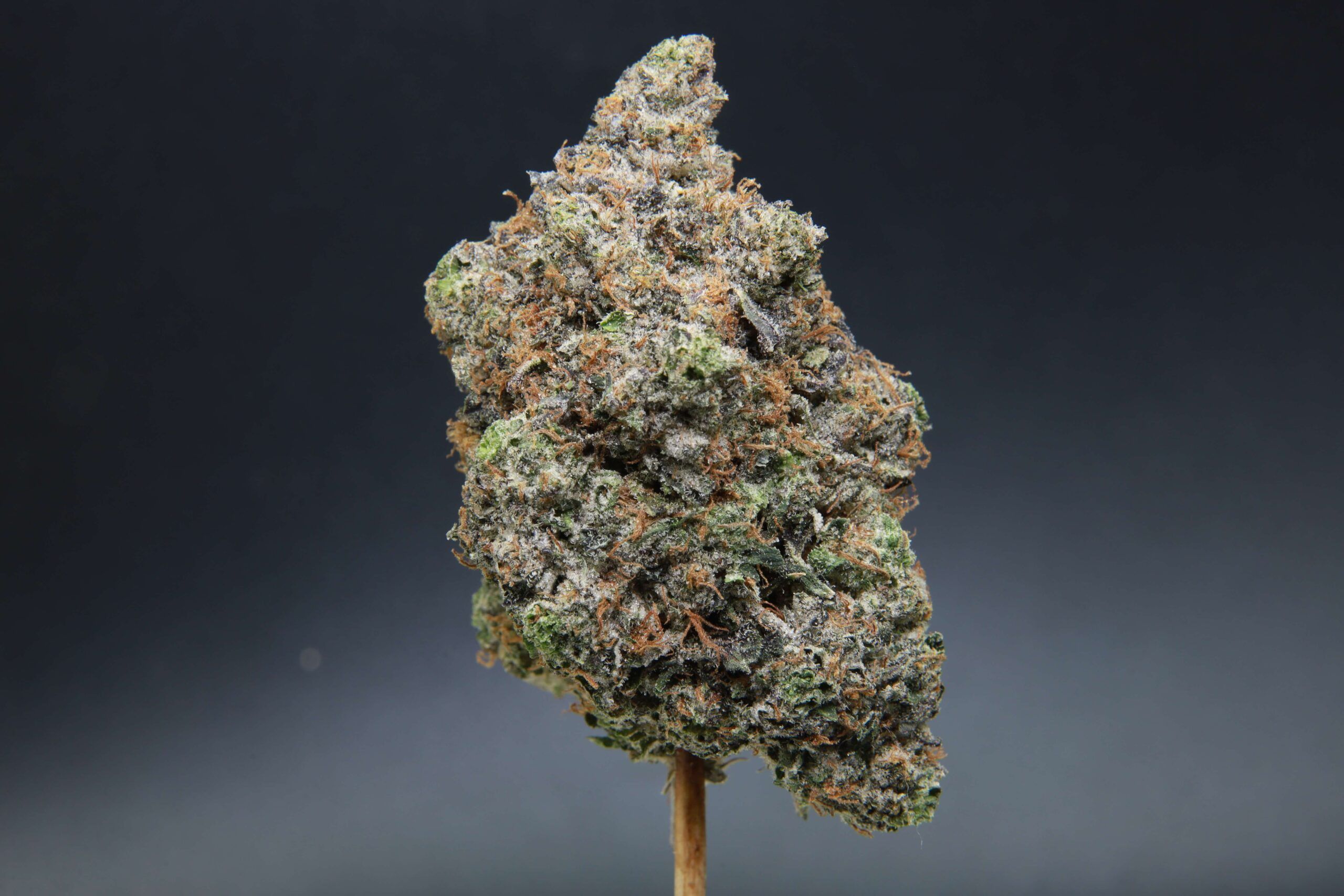 Elephant Garden Supreme Death Bubba Indica bud