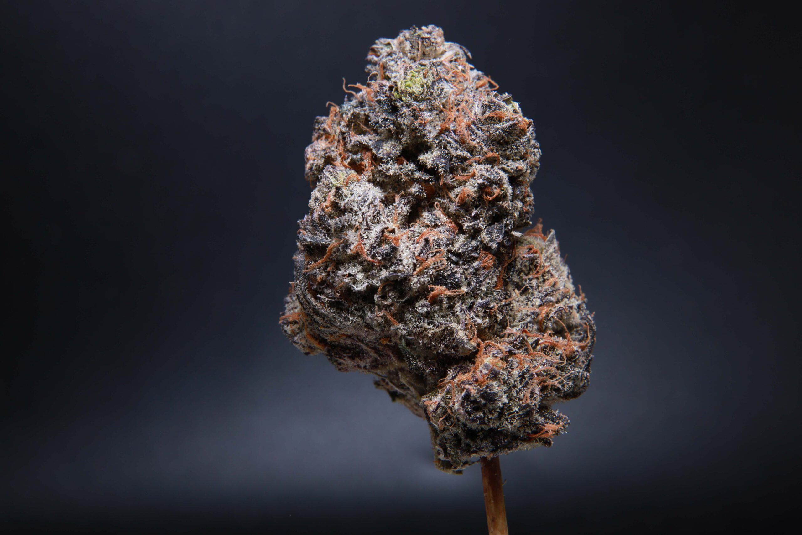 Phantom Cookies - Hybrid - AAAA-