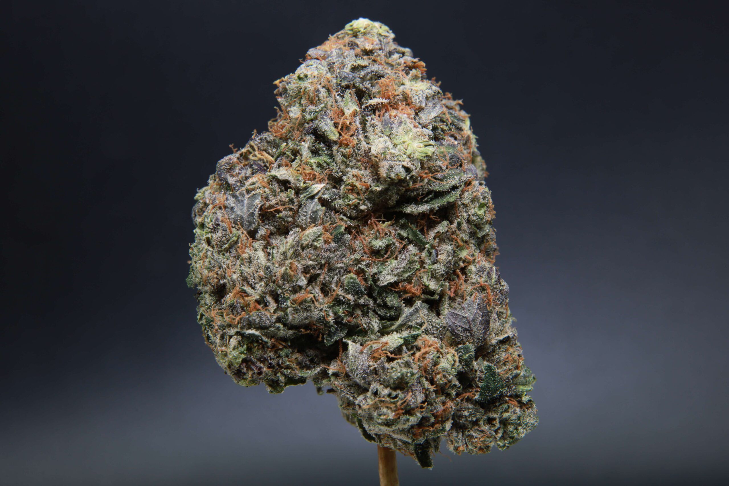 Comatose - Indica - AAA+