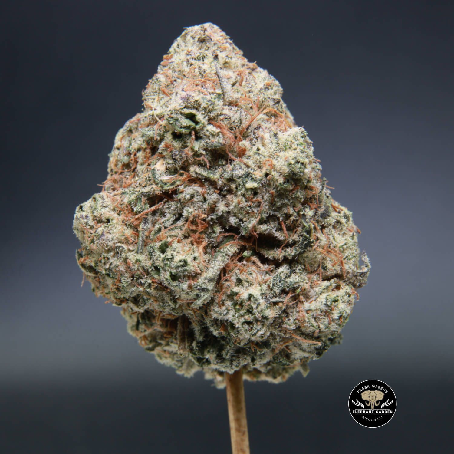 Buy Weed Online in Canada Donkey Butter bud