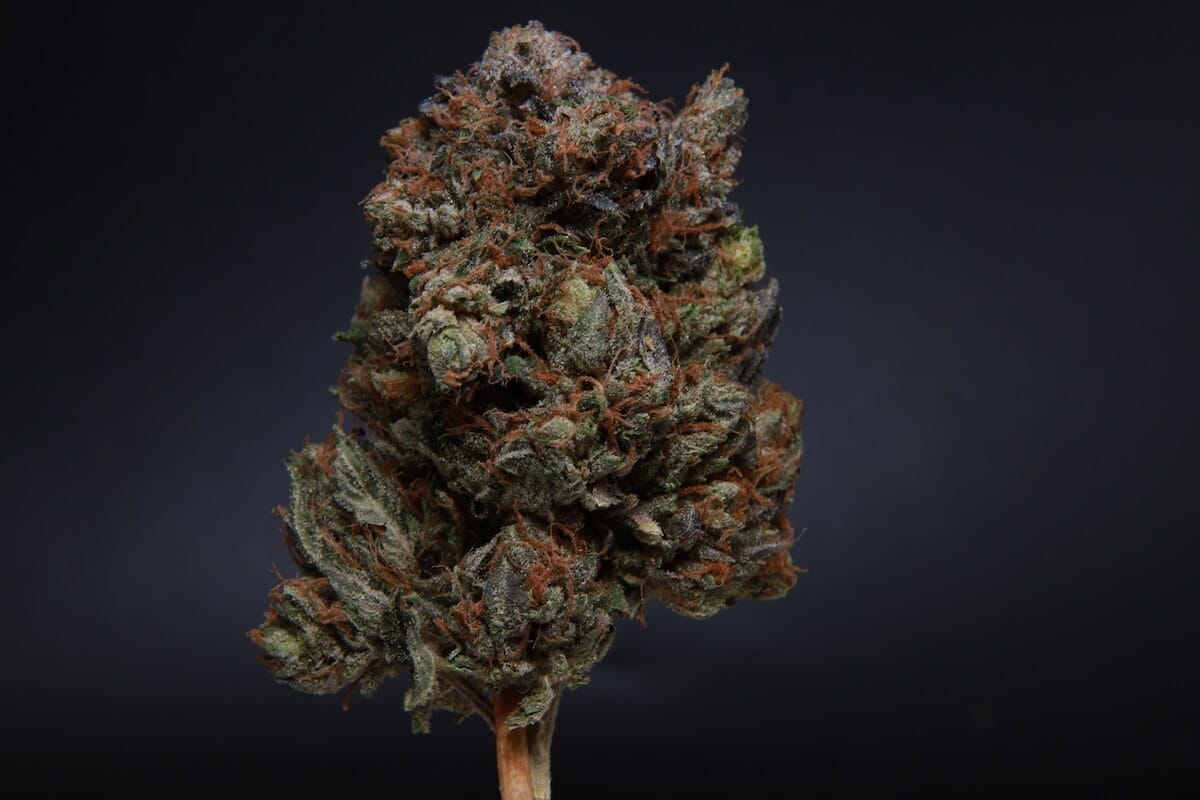 El Jefe - Indica - AAA