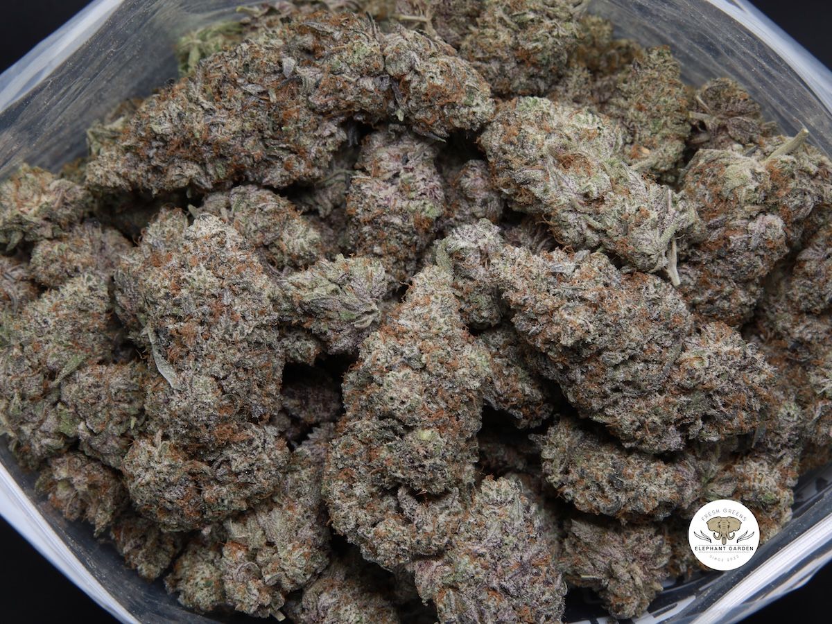 Elephant Garden Afrodite Buy Weed Online Canada