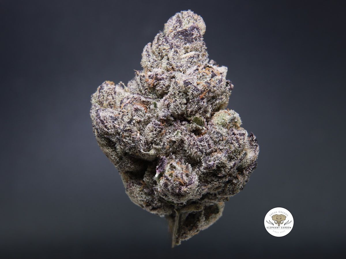Elephant Garden Slurricane Bud Buy Weed Online Canada