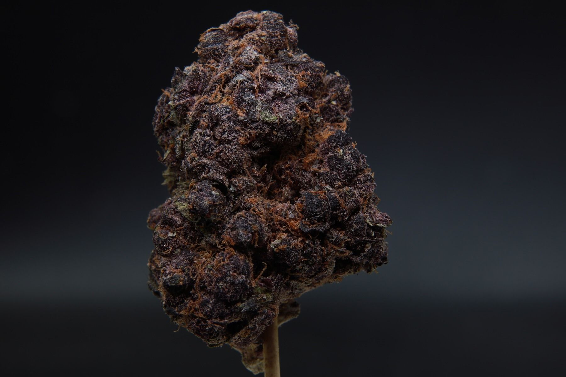 Elephant Garden Grape Gummiez Nugget Hybrid