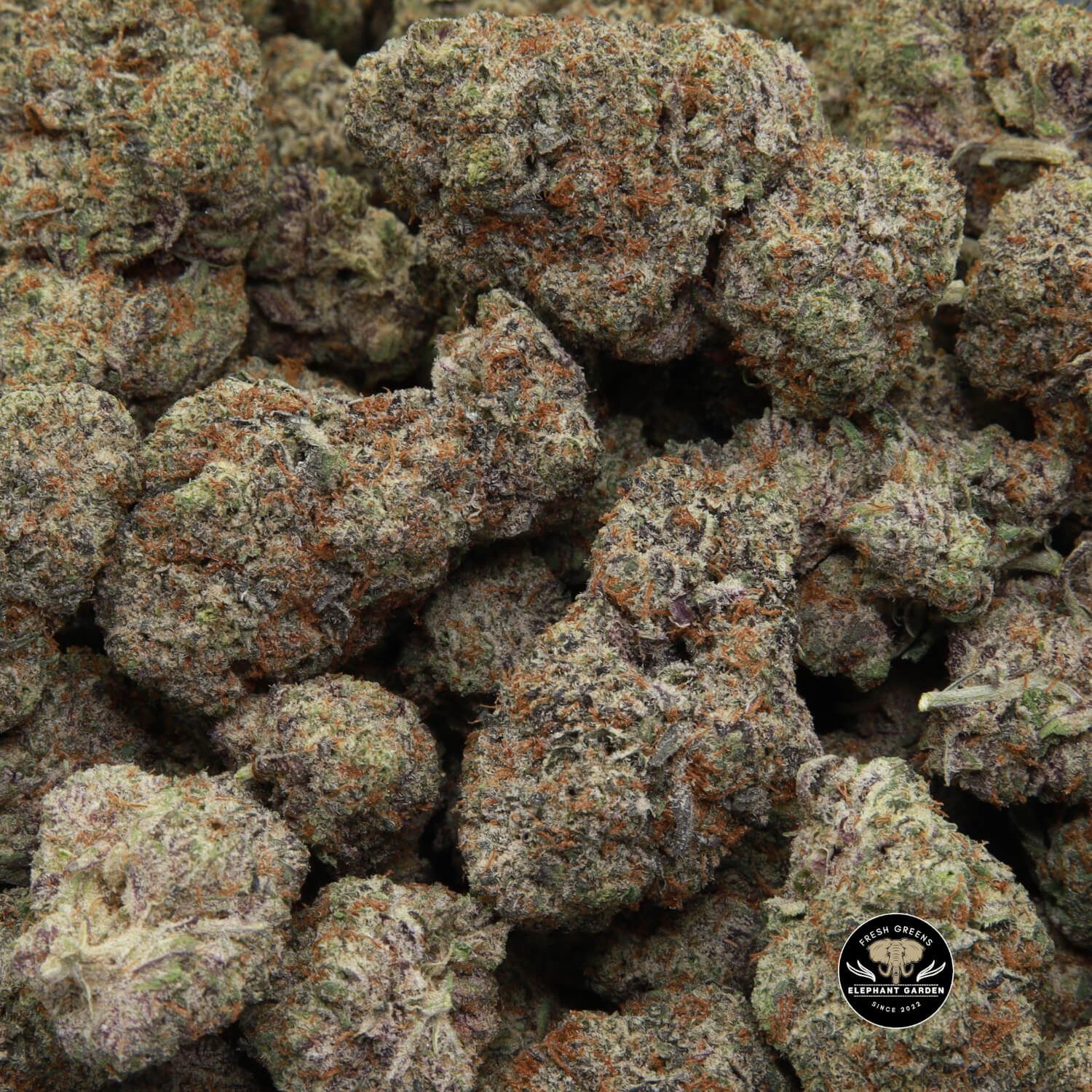 Elephant Garden Buy Weed Online in Canada, glitter bomb