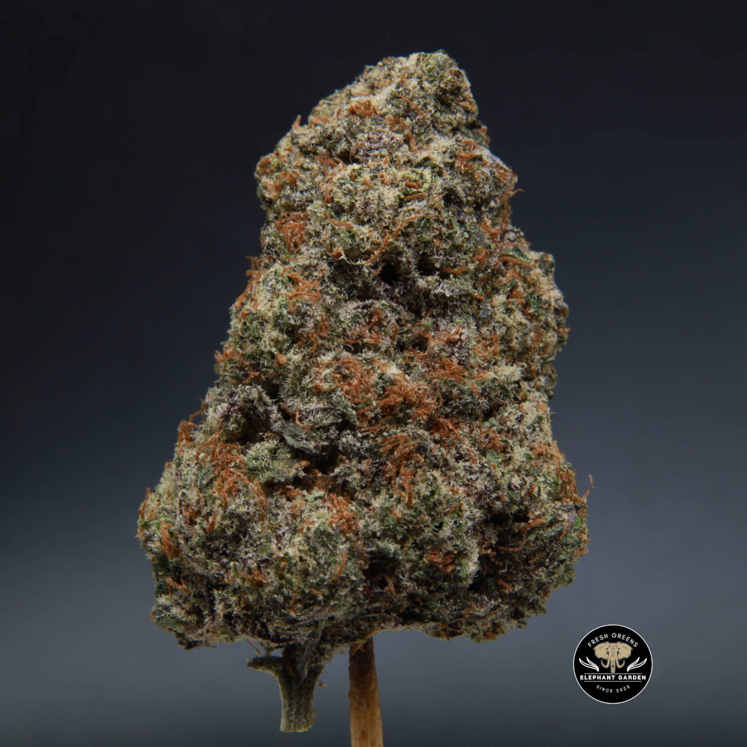 Elephant Garden Buy Weed Online in Canada, glitter bumb