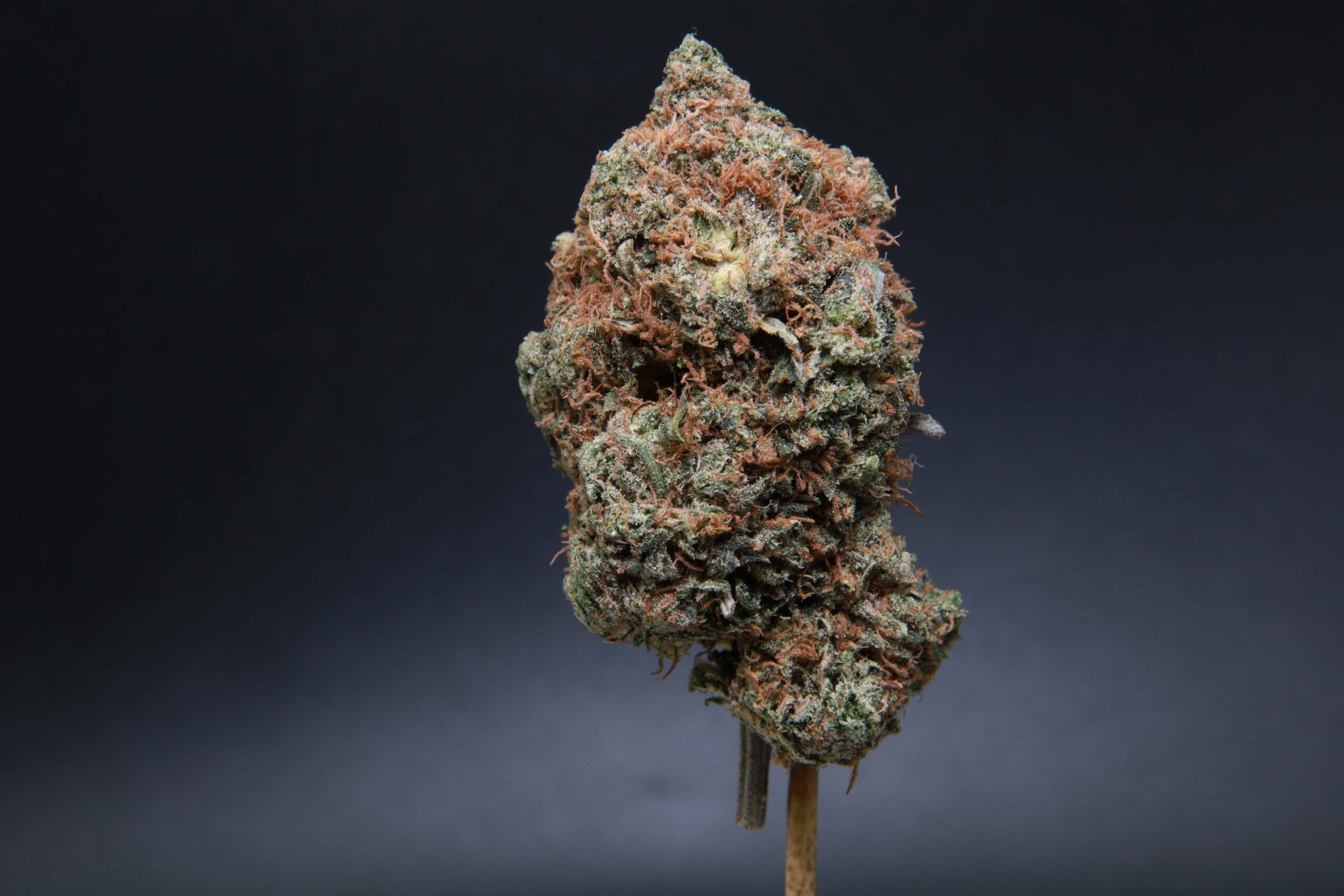 Elephant Garden Pink Deathstar bud