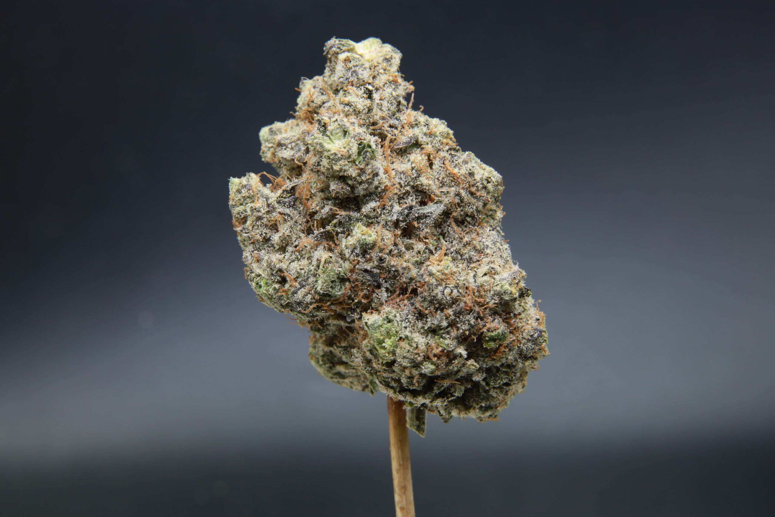 Elephant Garden Blue Zushi Hybrid buds