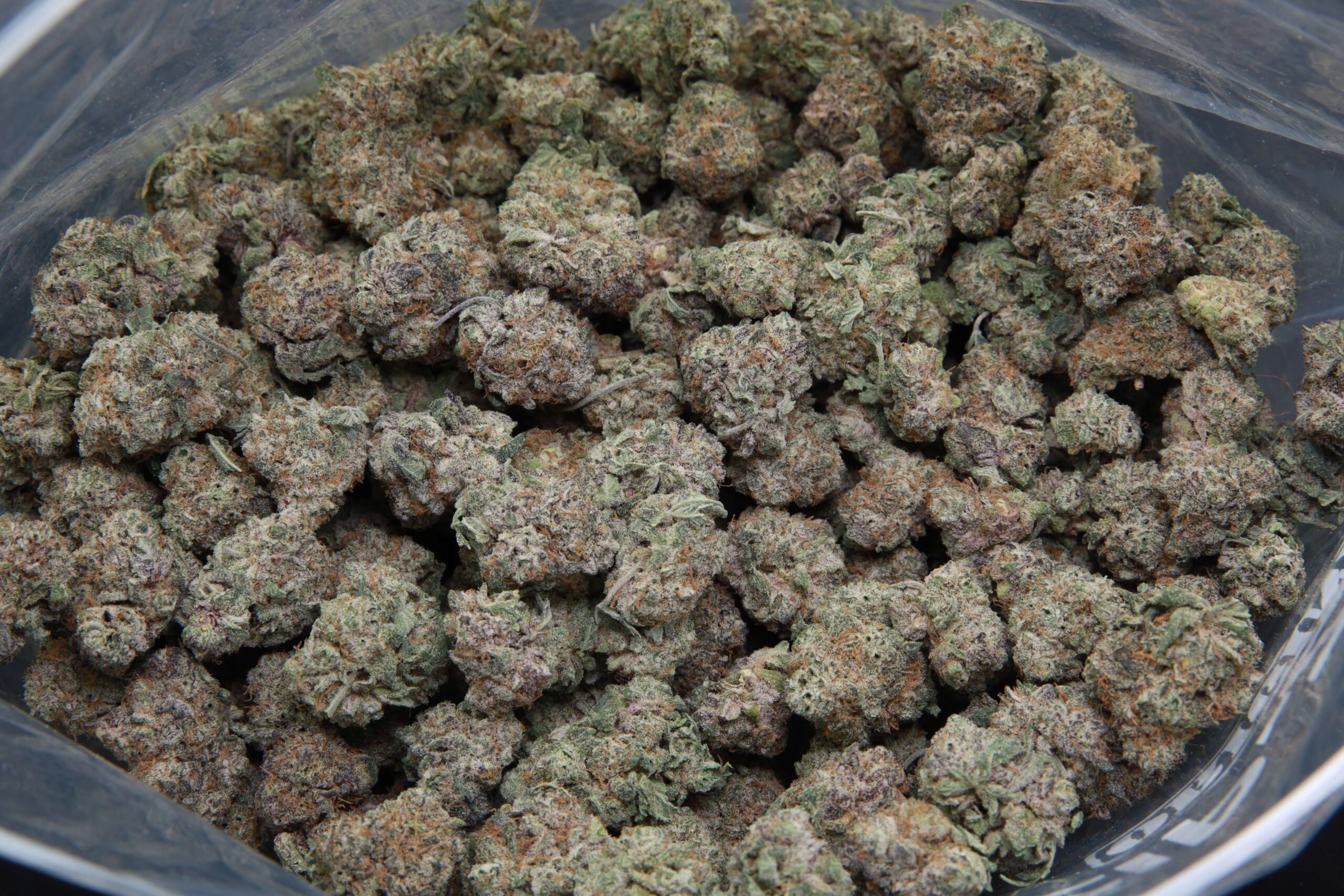 Elephant Garden Dynamite Smalls Popcorn