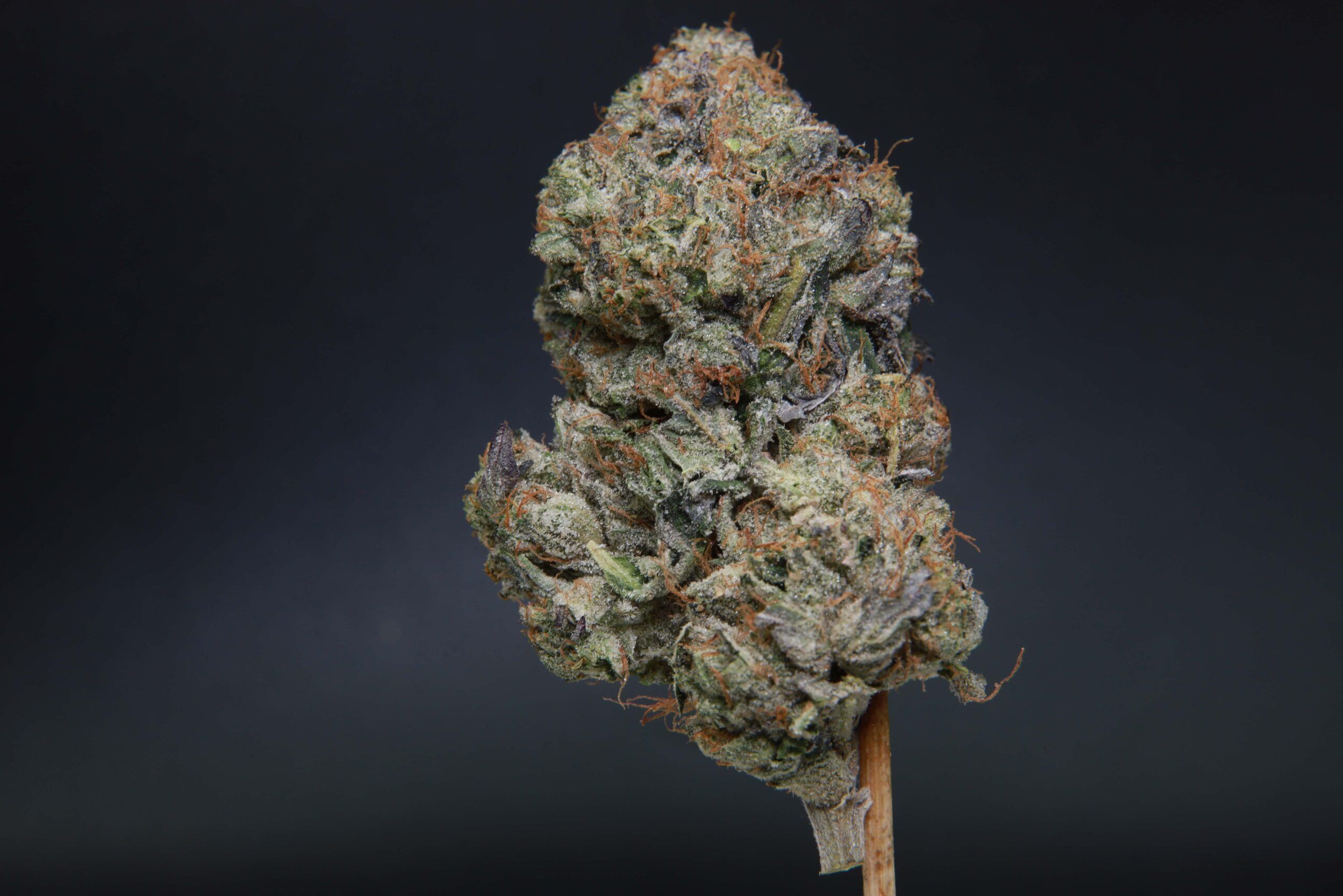 Death Reaper bud at Elephant Garden