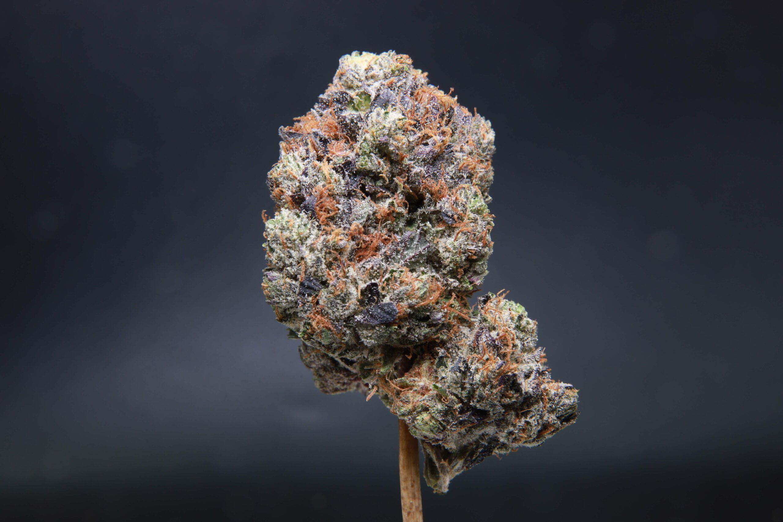 Organic Pink Bud Elephant Garden