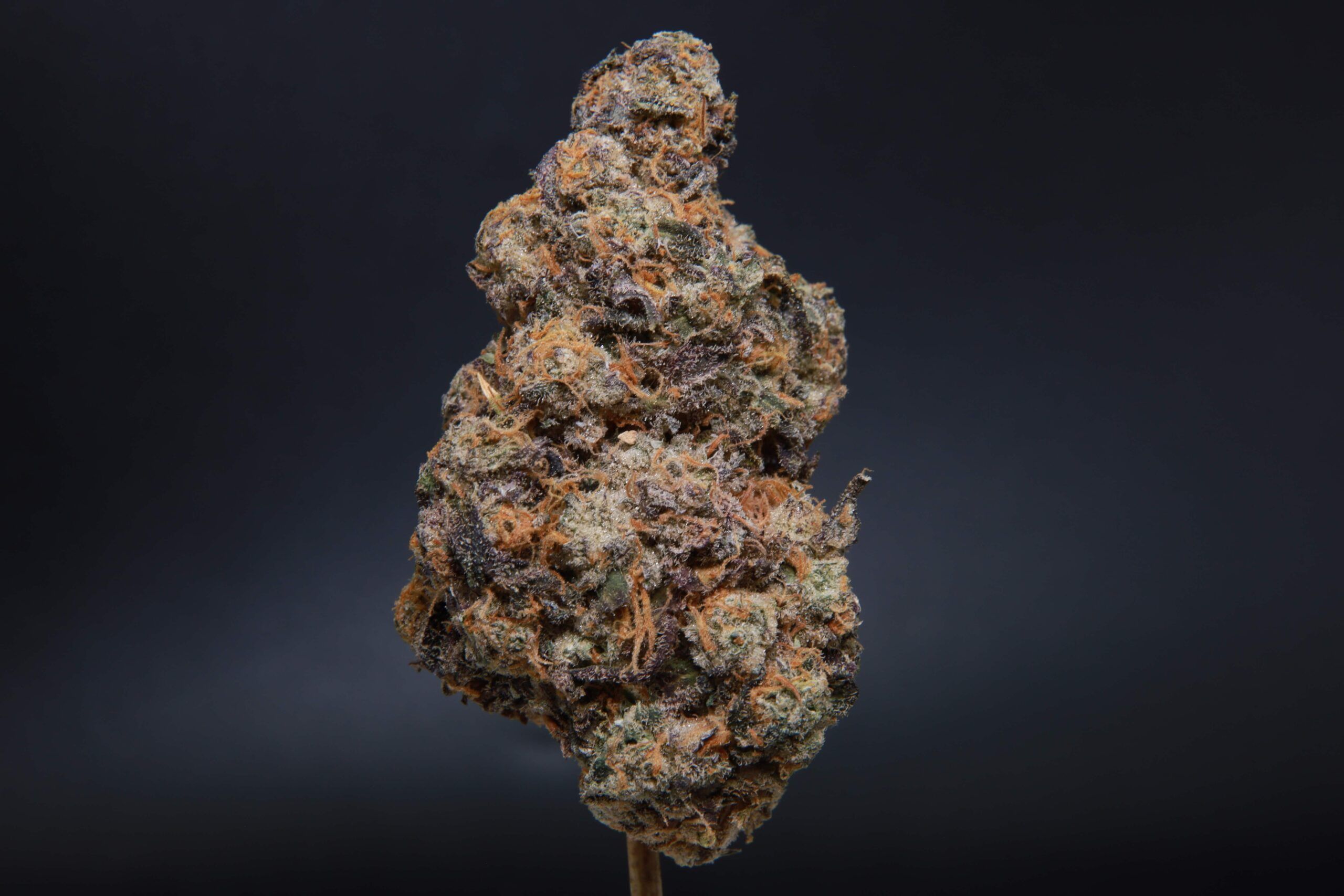 Tokyo Sunset - Hybrid - AAAA from Elephant Garden