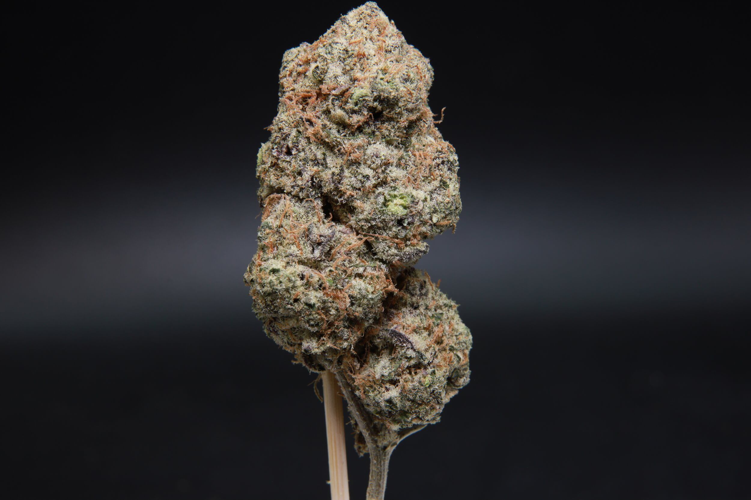 Single Caramel Candy Kush bud showcasing amber trichomes and orange pistils at Elephant Garden