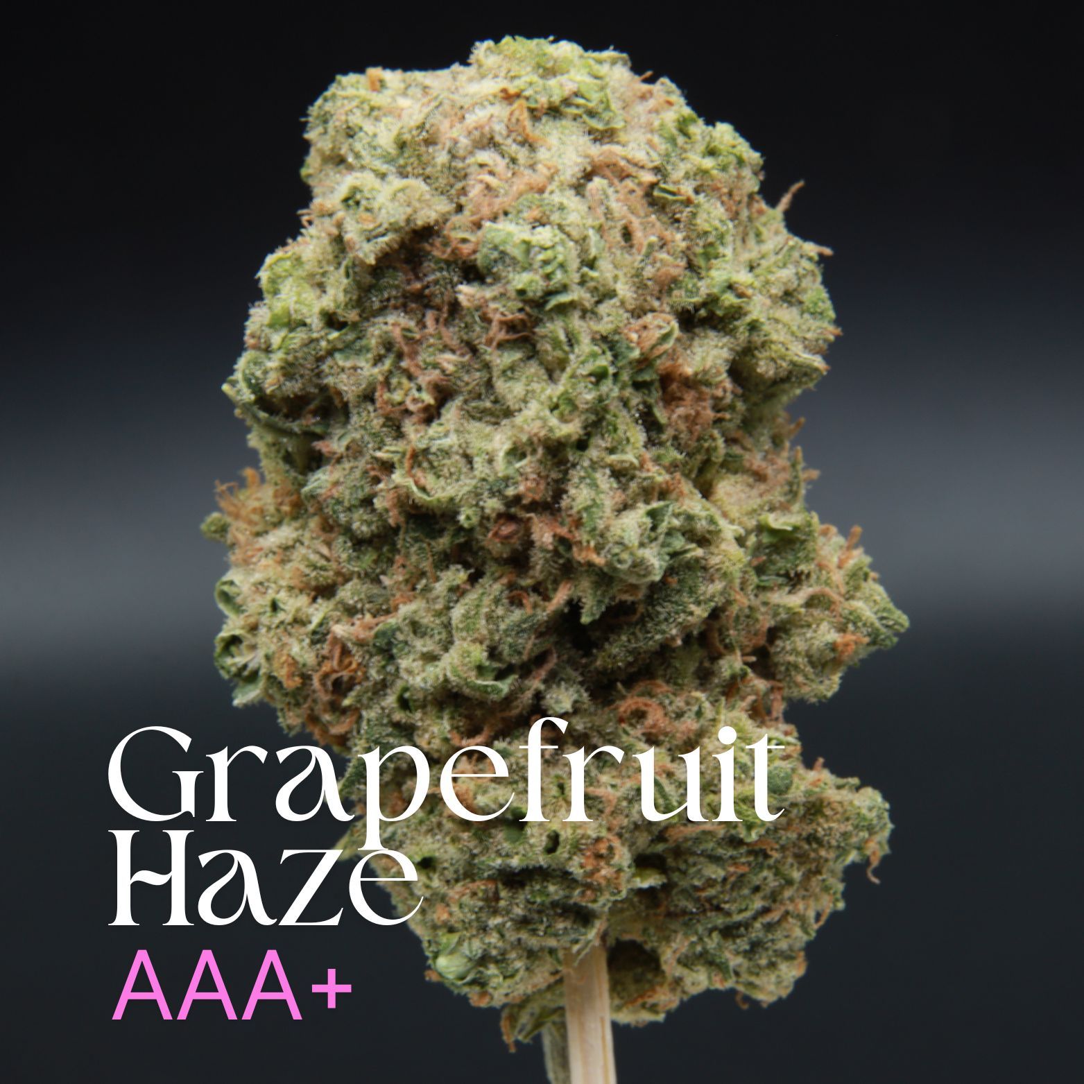 Buy Grapefruit Haze Sativa from Elephant Garden