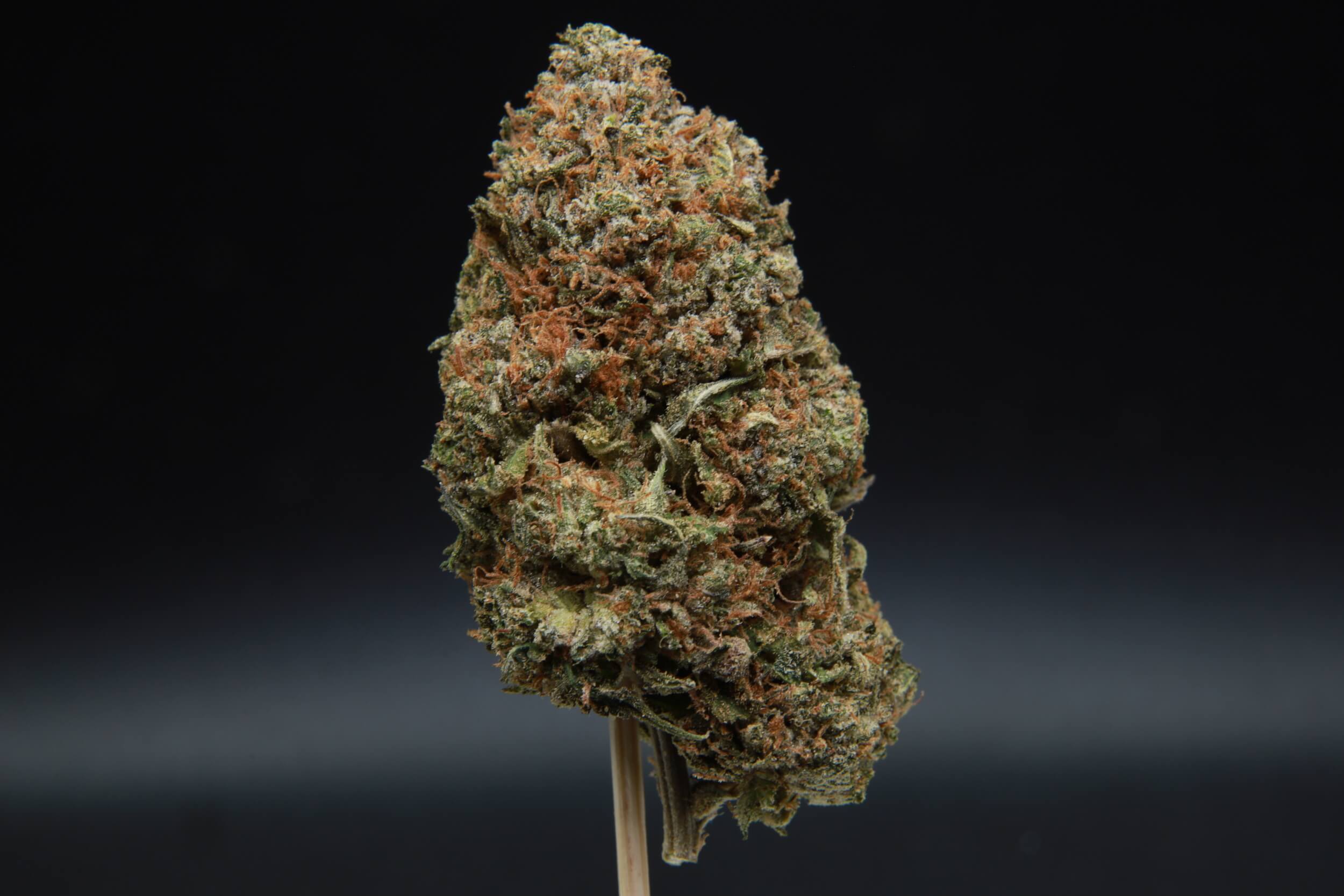 Pink Fuego Indica from Elephant Garden