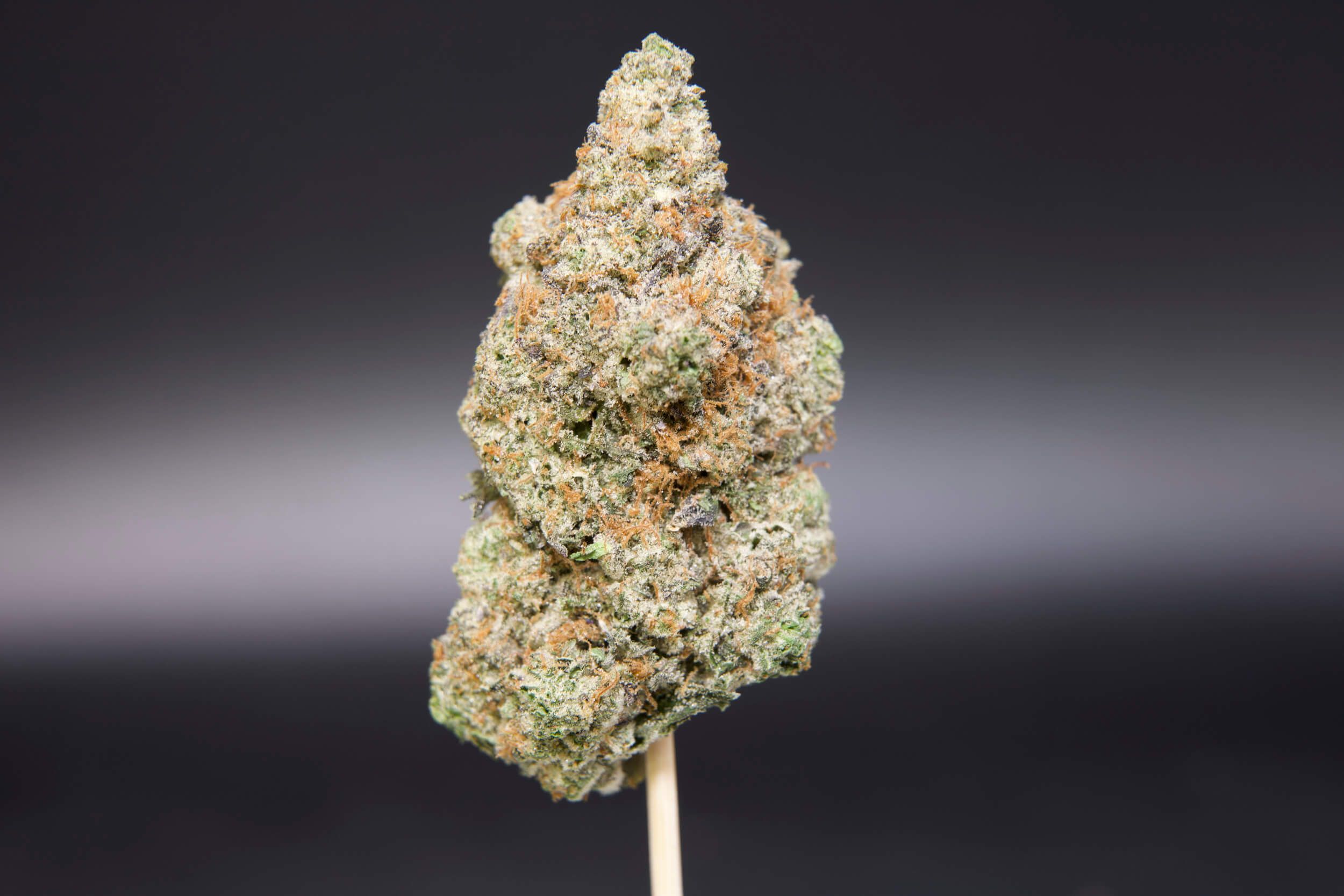 Pinkman Goo bud displaying unique gooey trichomes and purple coloration