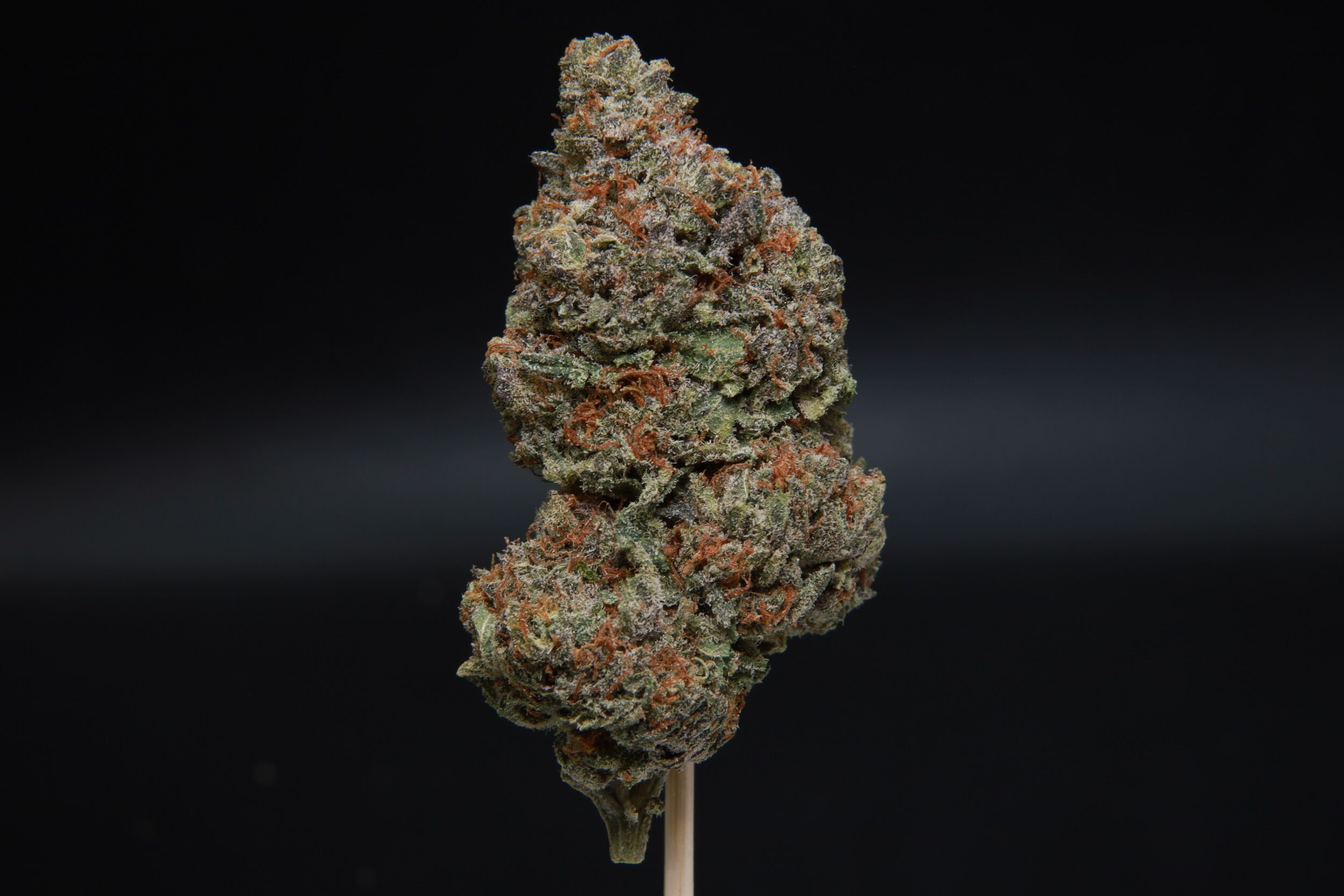 Rainbow Gelato nug at Elephant Garden