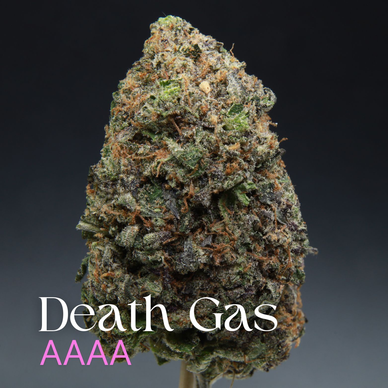 Buy Death Gas weed from Elephant Garden co.