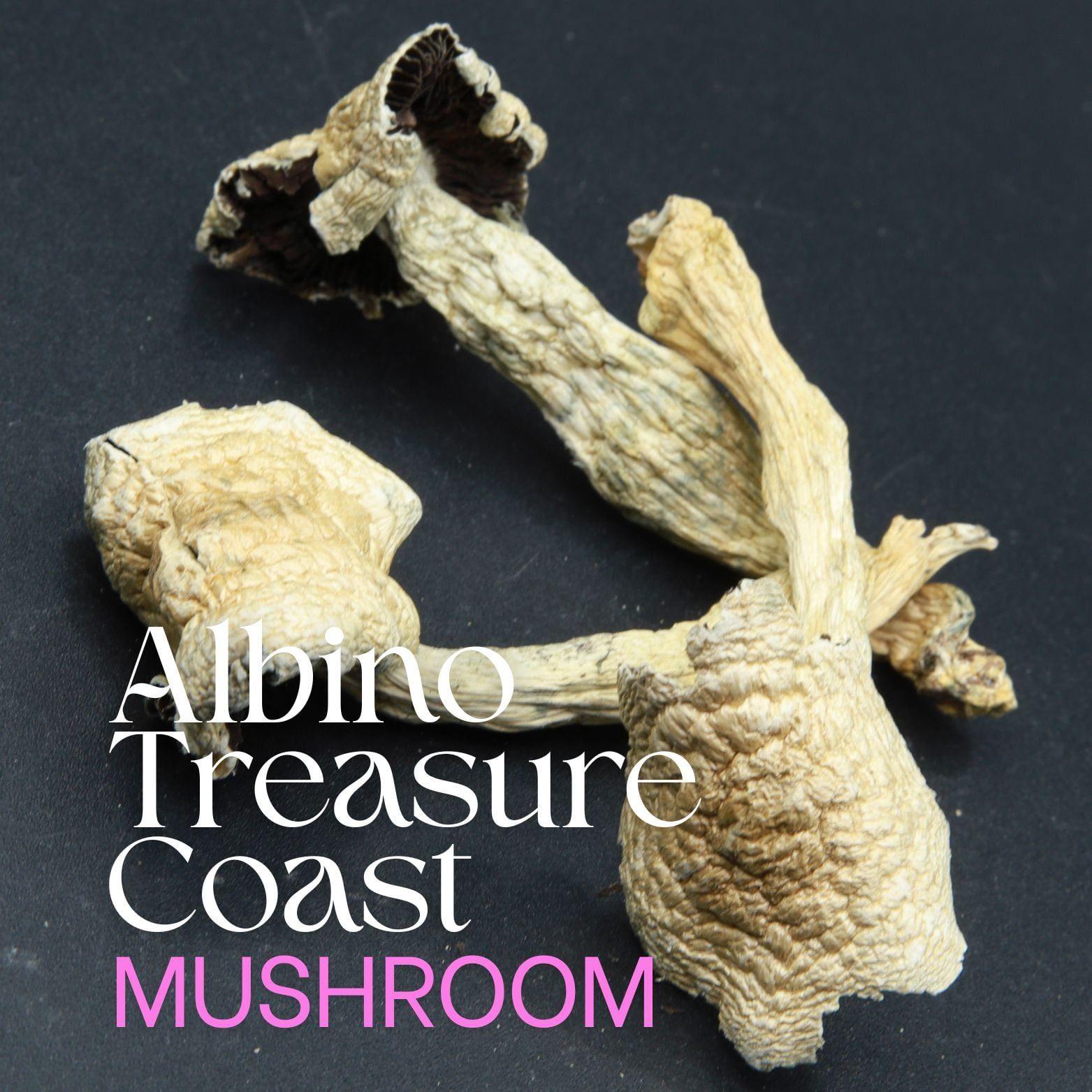 Buy Albino Treasure Coast Magic Mushrooms from Elephant Garden Co.