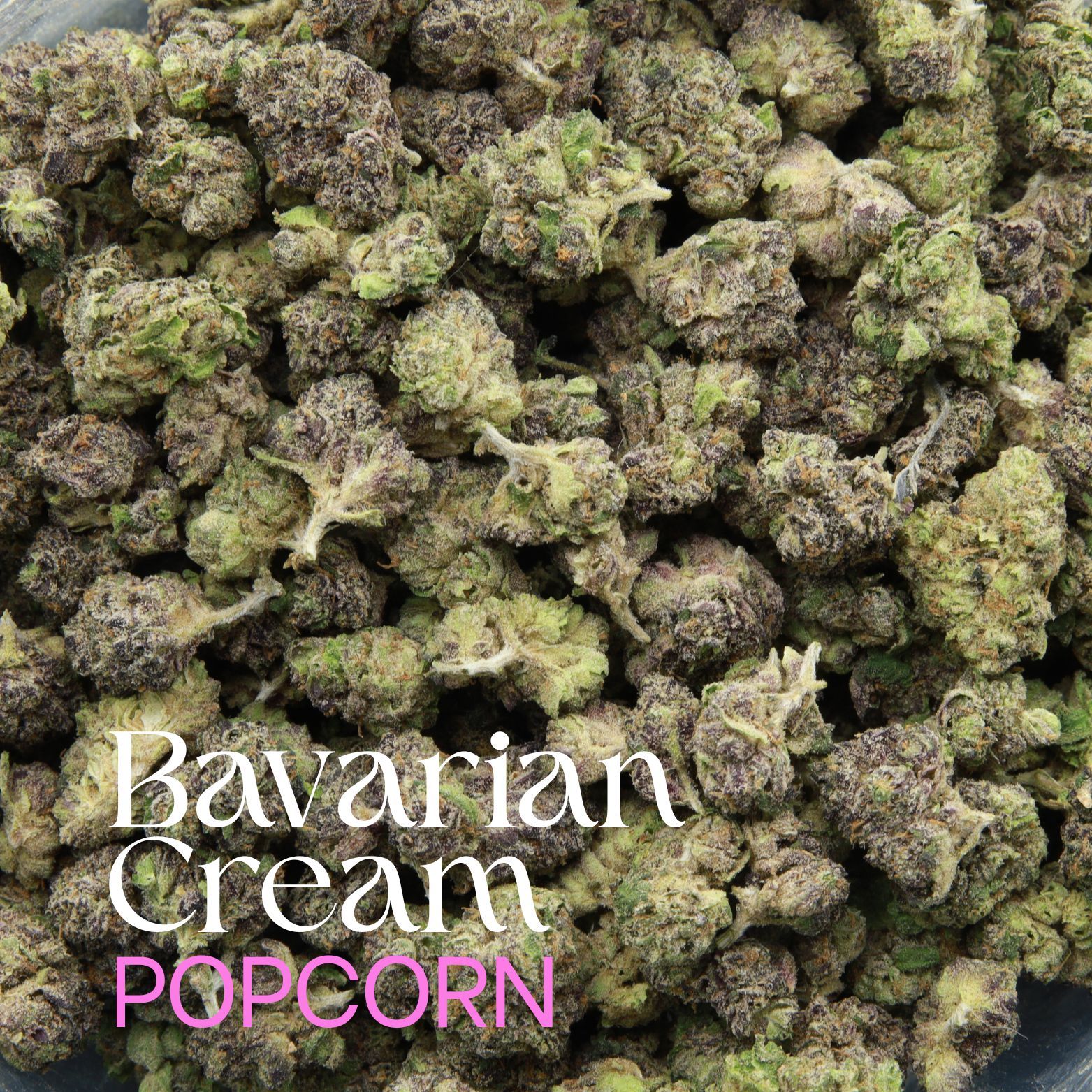 Bavarian Cream AAA+ popcorn hybrid delivers sweet vanilla and creamy cookie flavours with calming relaxation. Grandpa's Breath x Cookies N Cream genetics.