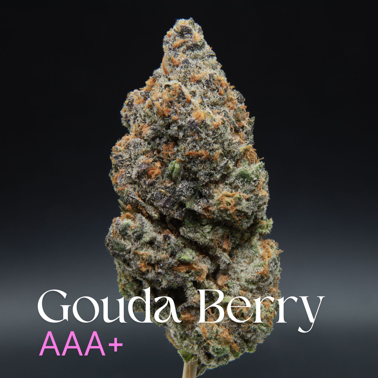 Berry Gouda Elephant Garden Bud. Buy weed online in Canada