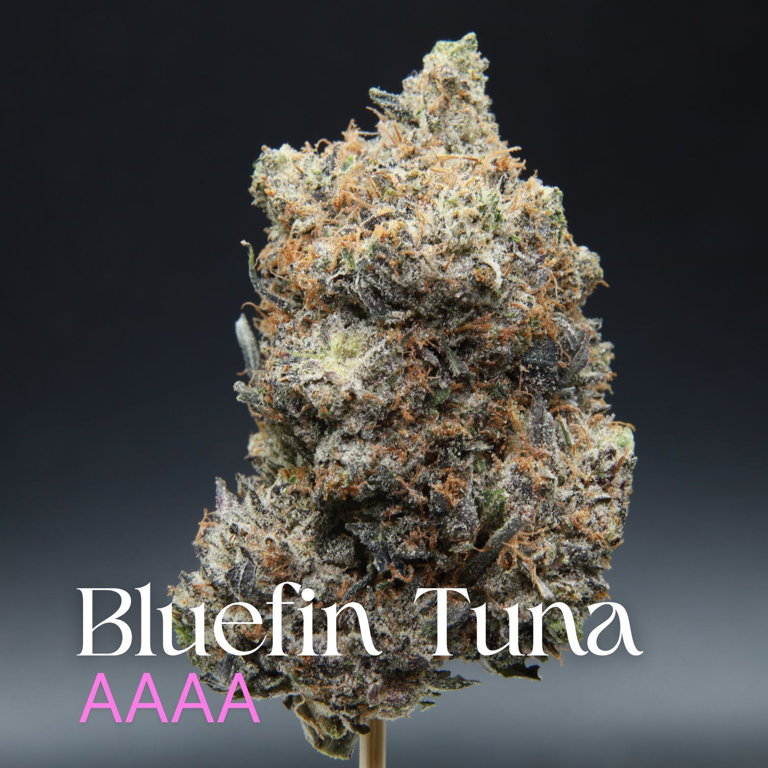 Bluefin Tuna - Indica - AAAA