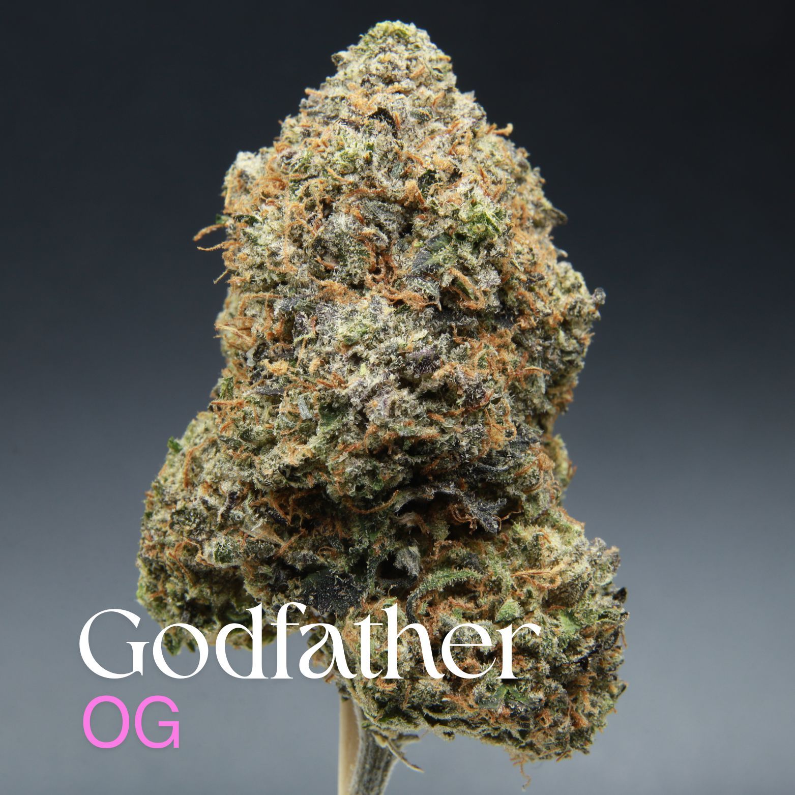 Premium Godfather OG bud from Elephant Garden
