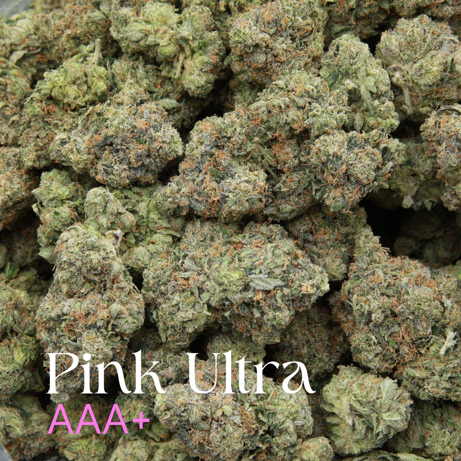 Buy premium Pink Ultra weed from Elephant Garden