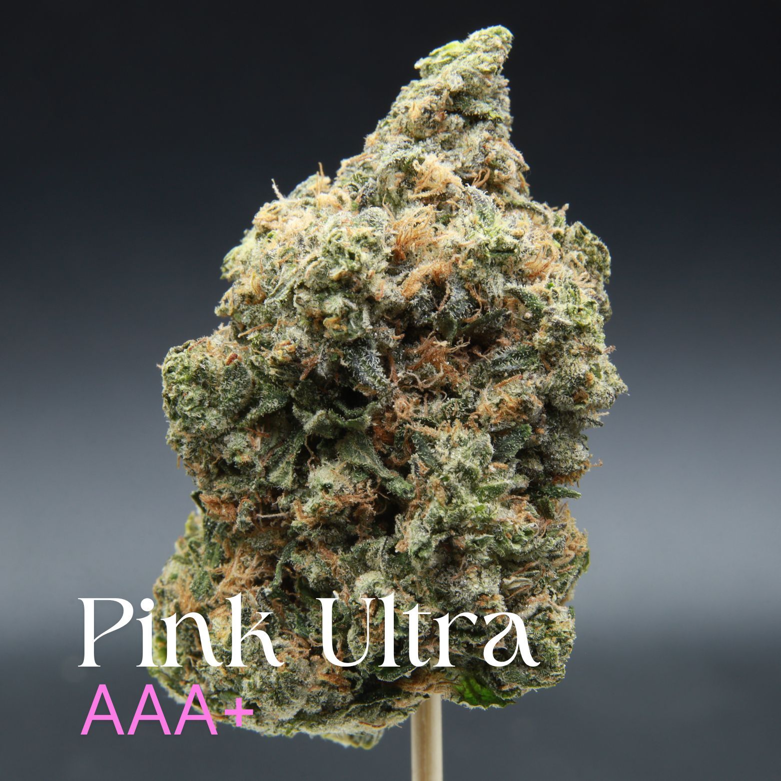 Buy premium Pink Ultra weed from Elephant Garden
