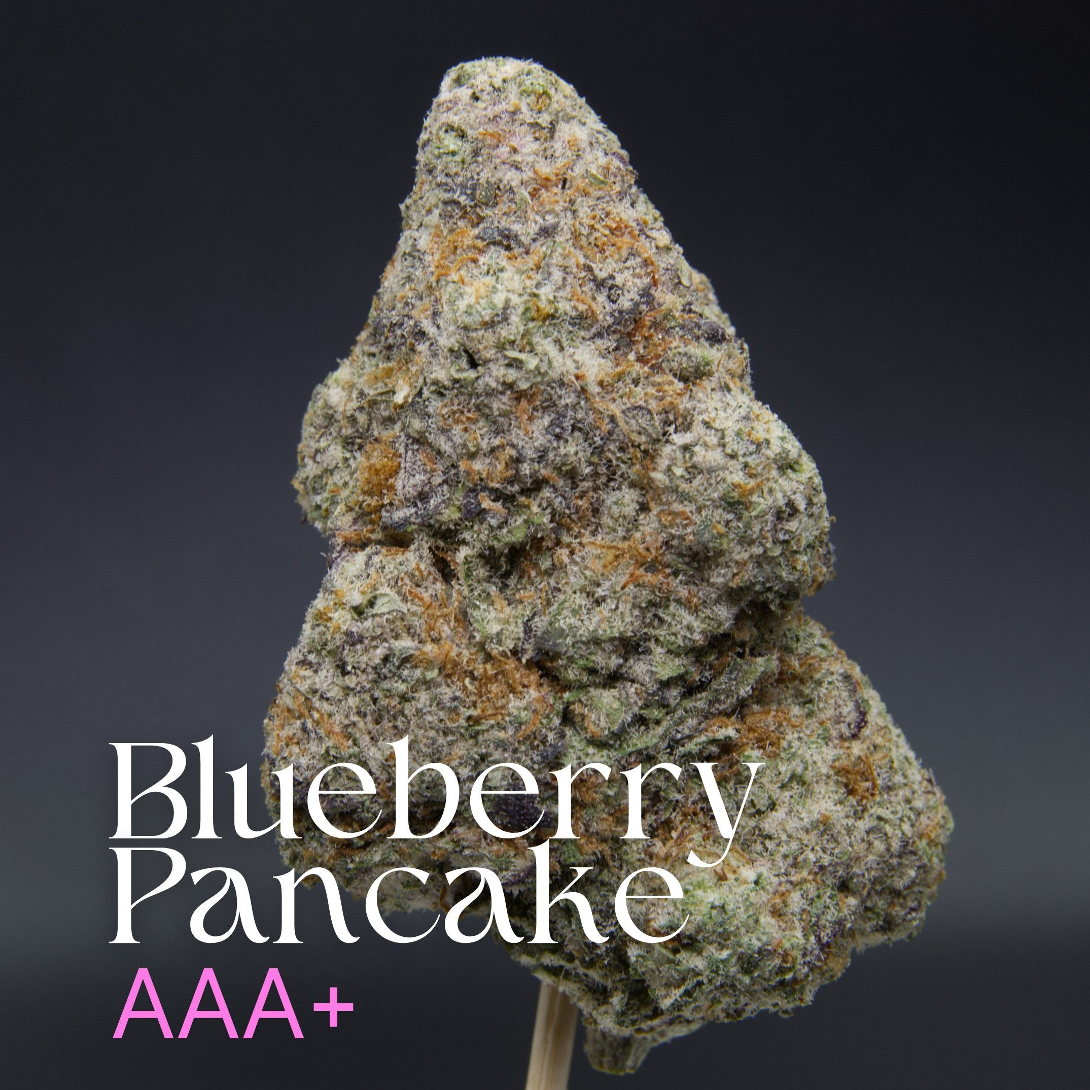 Blueberry pancake Elephant Garden single cannabis bud